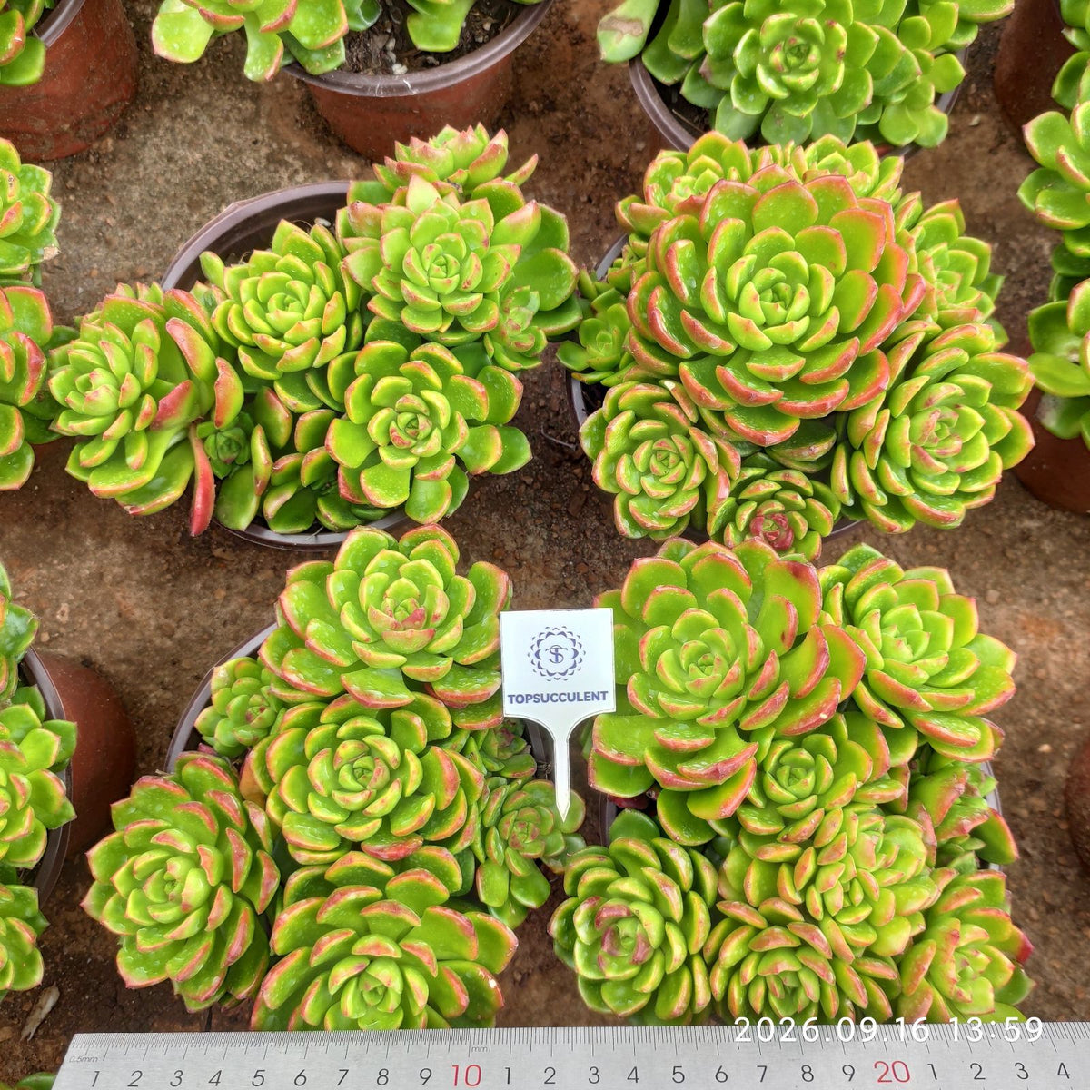 365027 レディジア