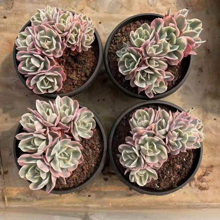 26495 インブリカータ錦