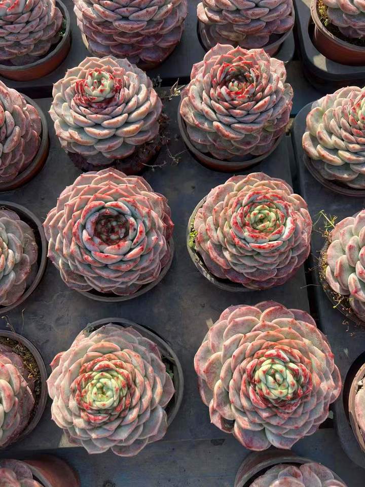 26608 レッドベルベット