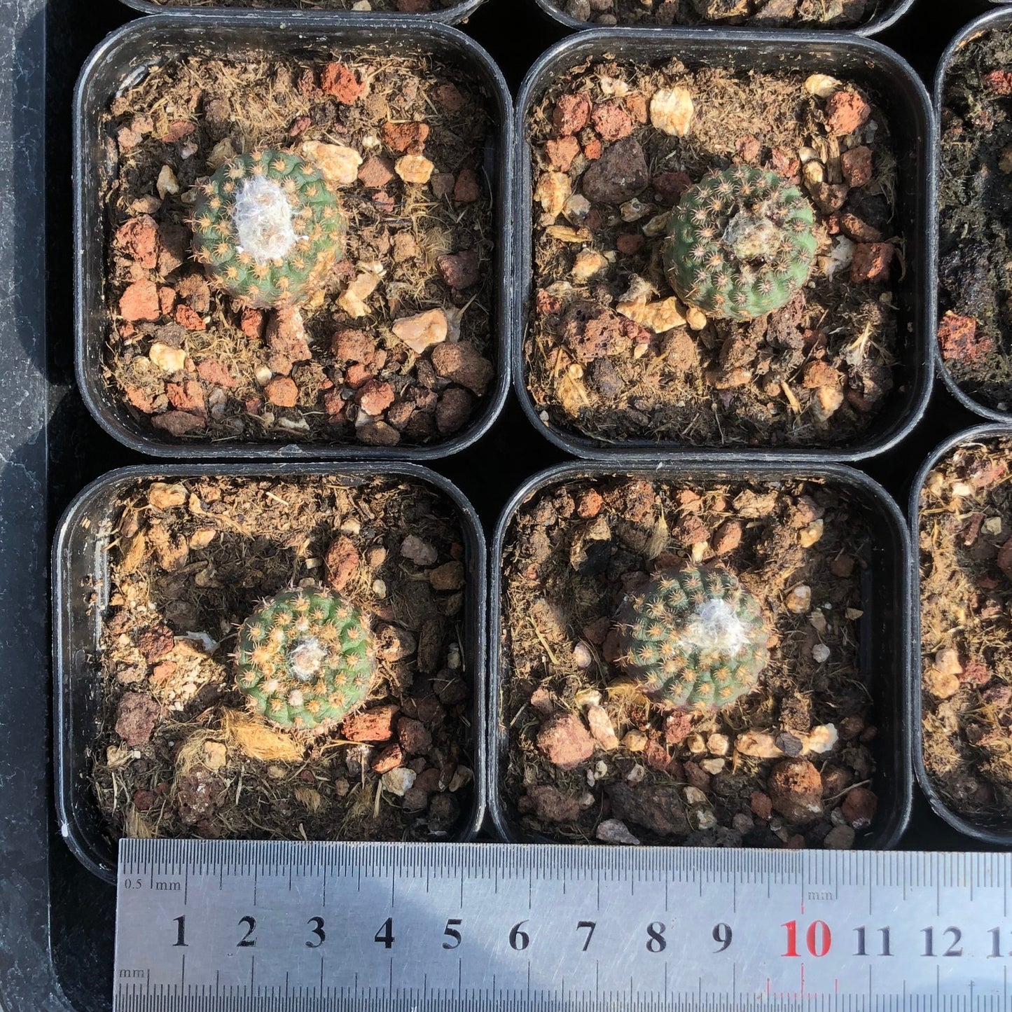 TPKM003 豹の子(4cm pot)