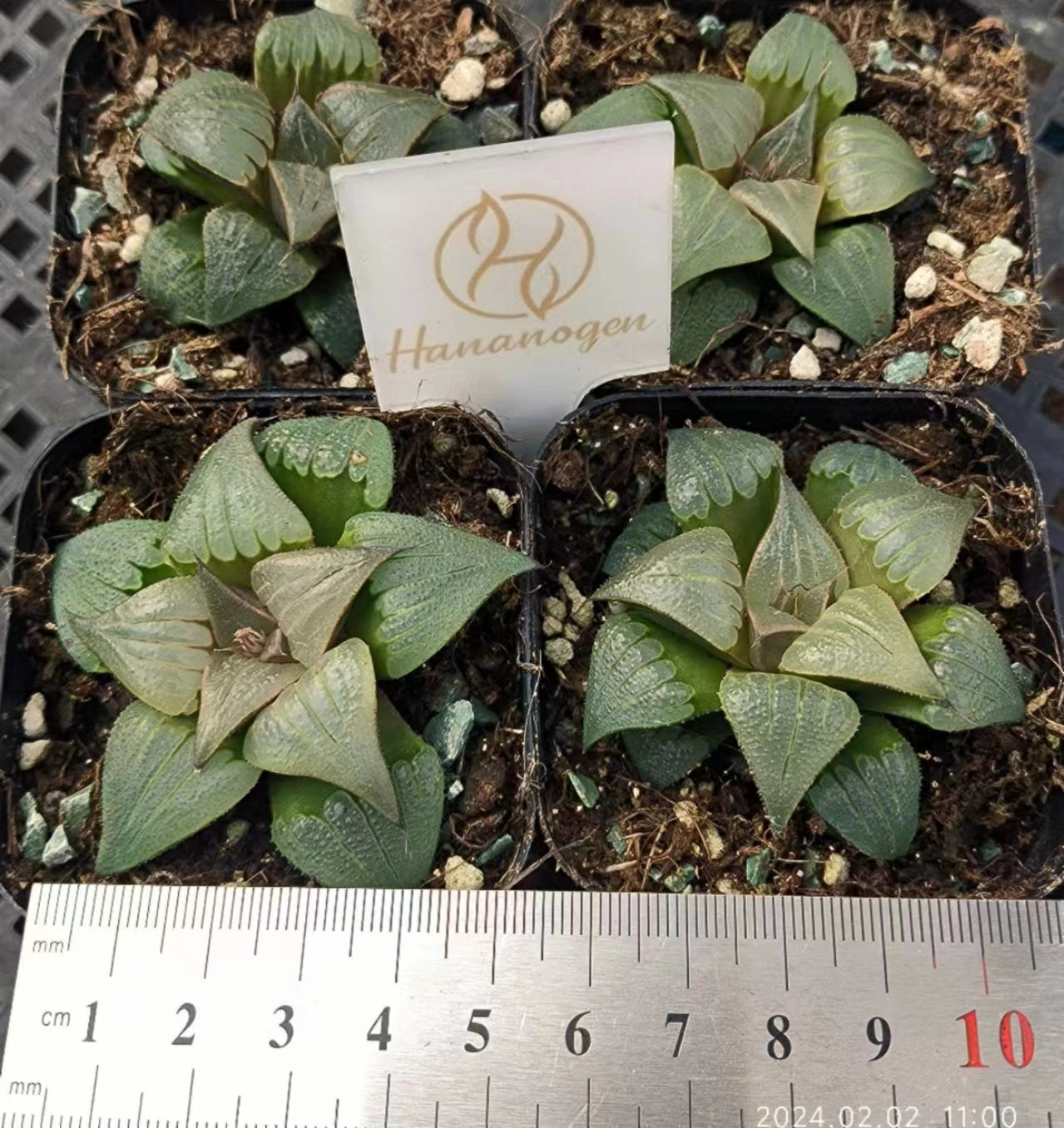 7418 瑞鳳 ズイホウ