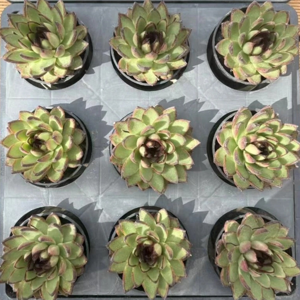 21129 ミスター トウド(10cm pot)