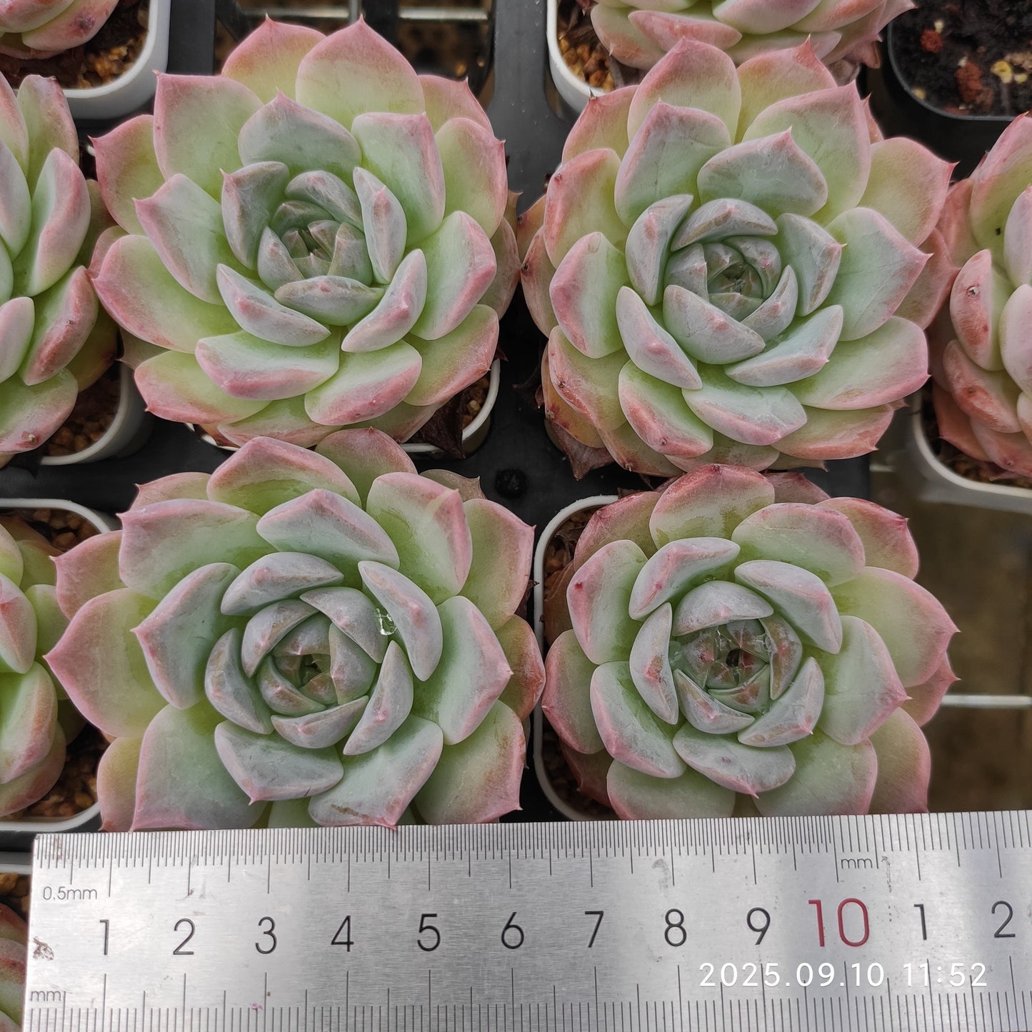 HG048 マルギャンHyb(7cm pot)