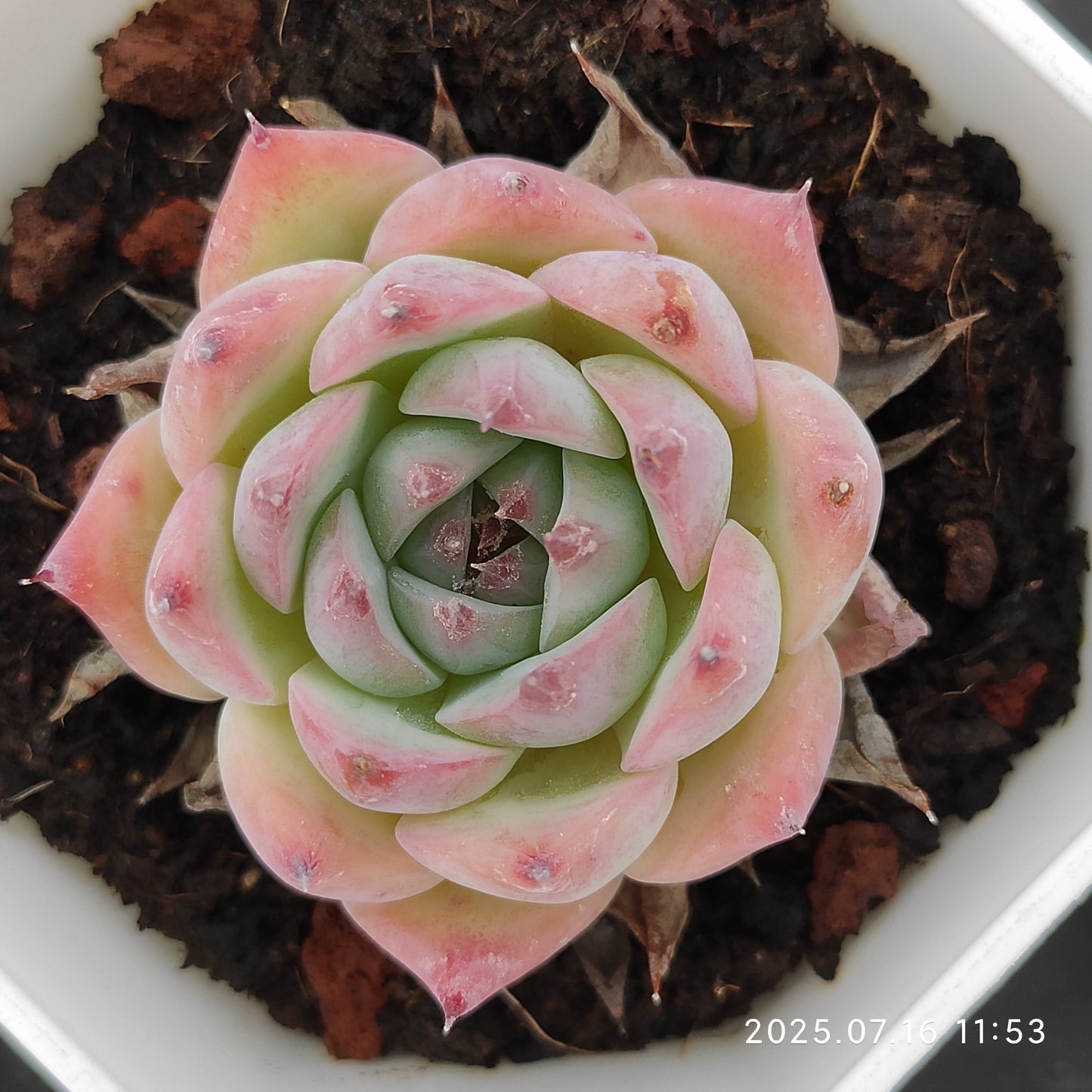 YBB129 チワワエンシス(7cm pot)