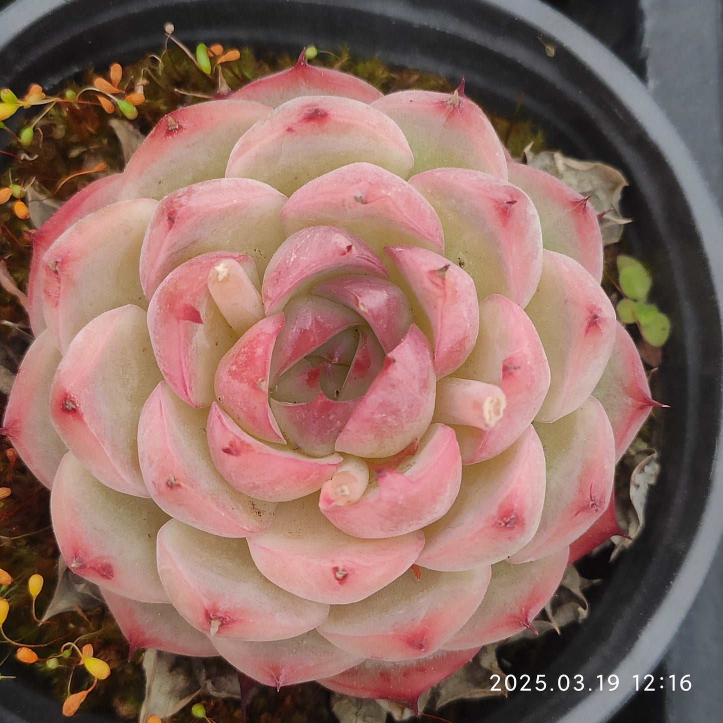 QN754 ピンククリスタルローズ(9cm pot)