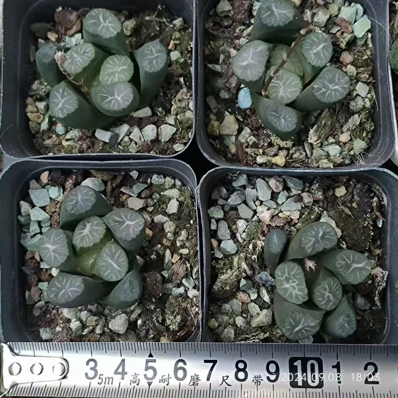 13195 山本エメラルド