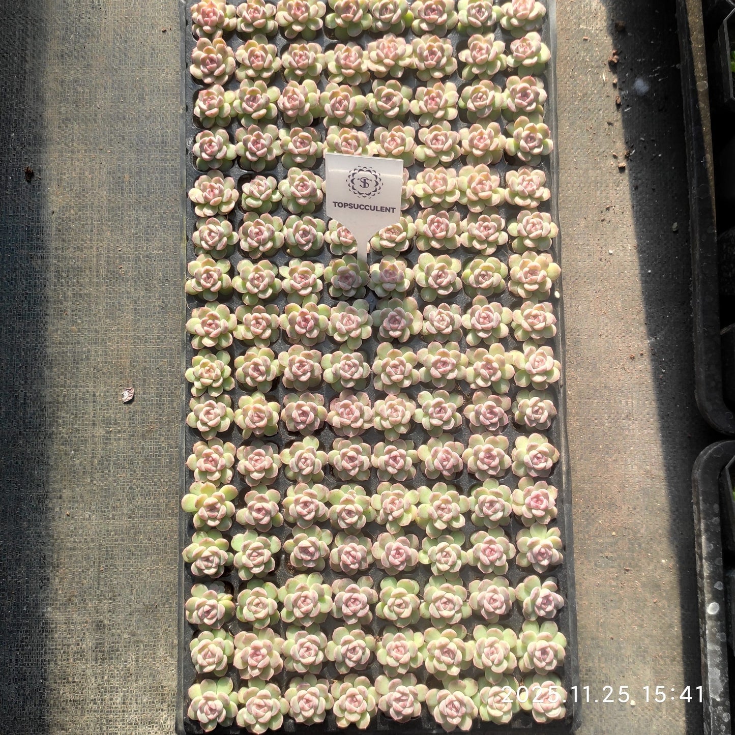 220521 クイックサンド(3cm pot)(ポット苗)