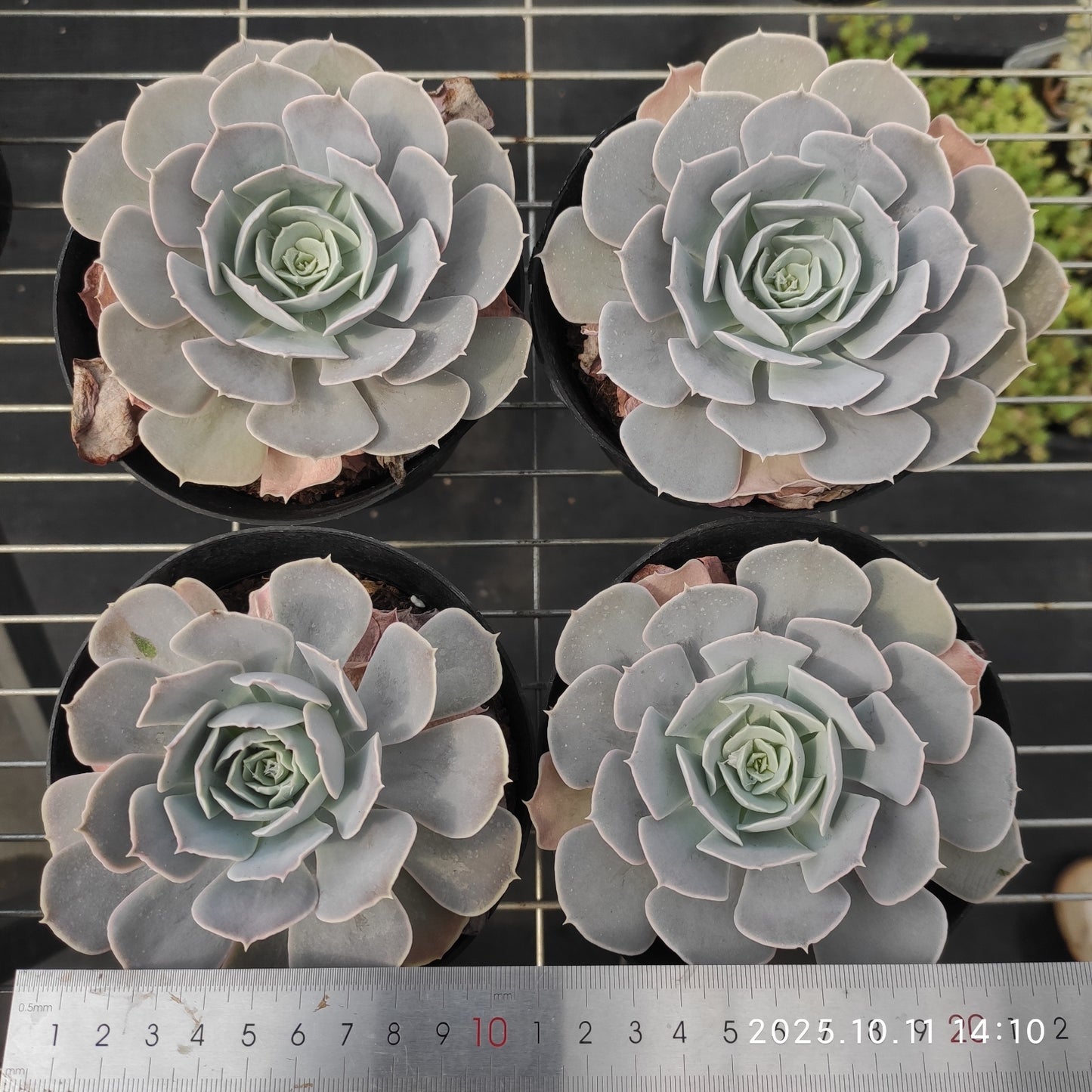 TPKM048 サンカルロス(12cm pot)