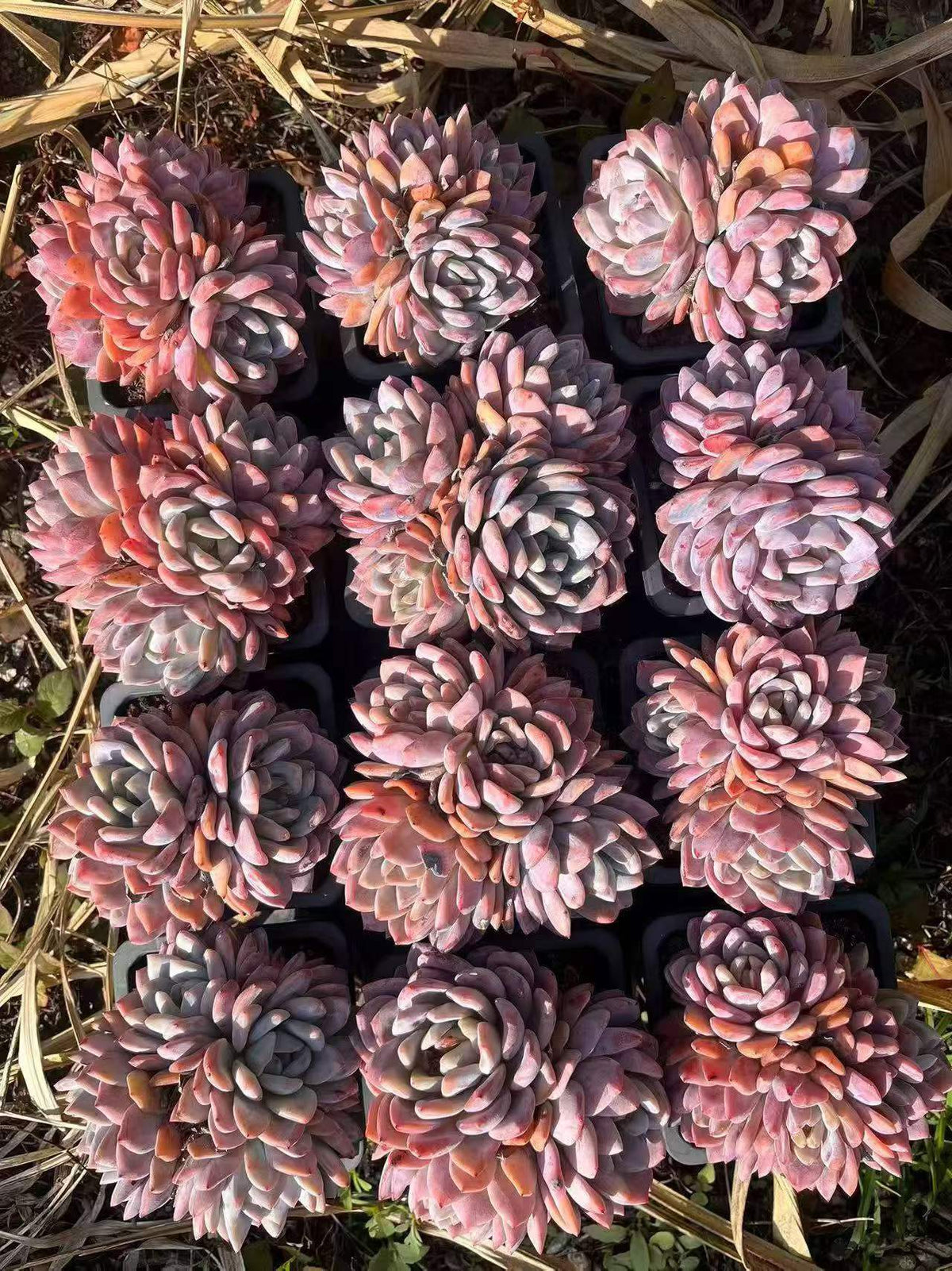 113079 オレンジモンロー