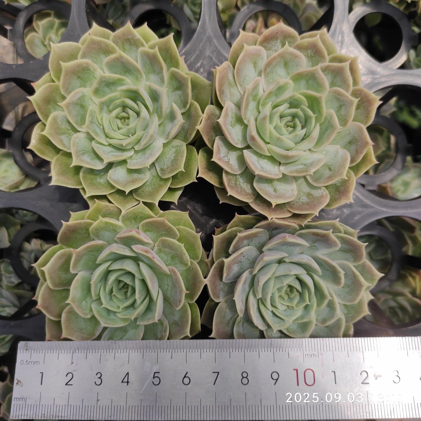 ZZA339 オンスロー(5.5cm pot)