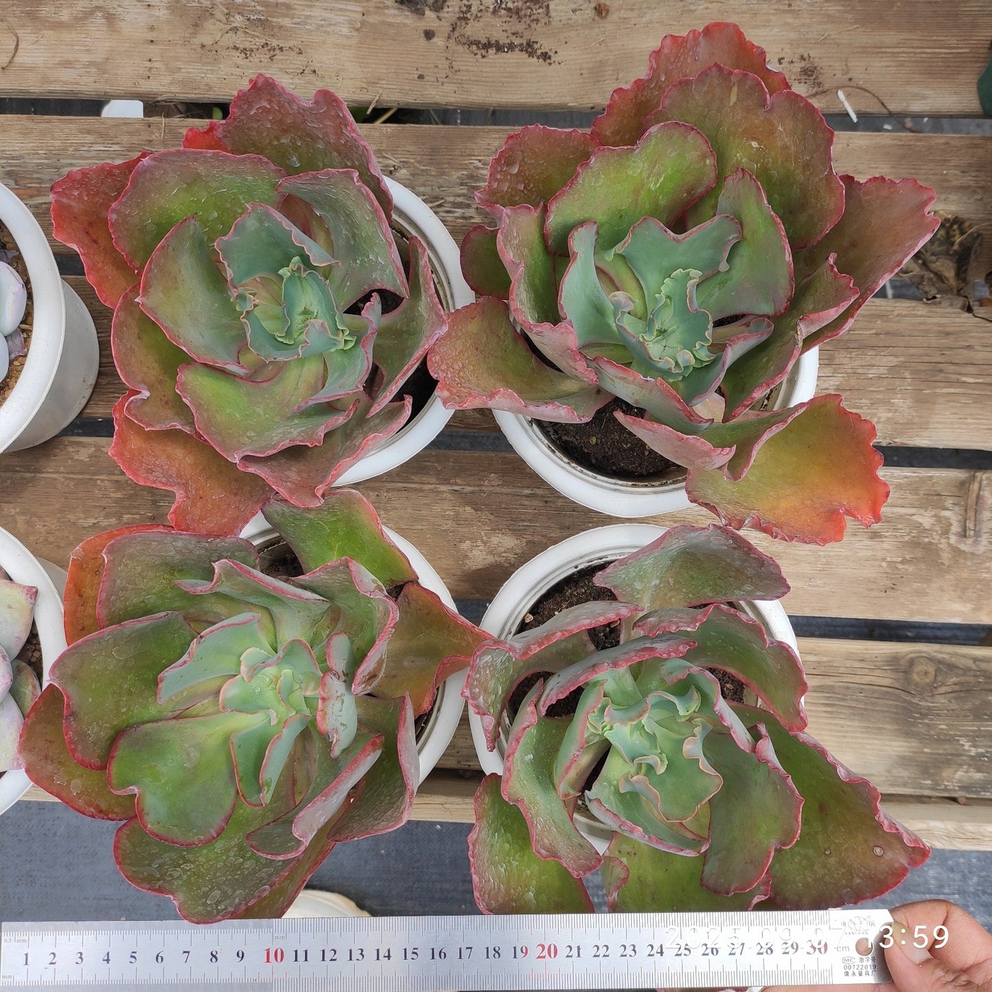 JYY002 ウェディング ドレス(16cm pot)