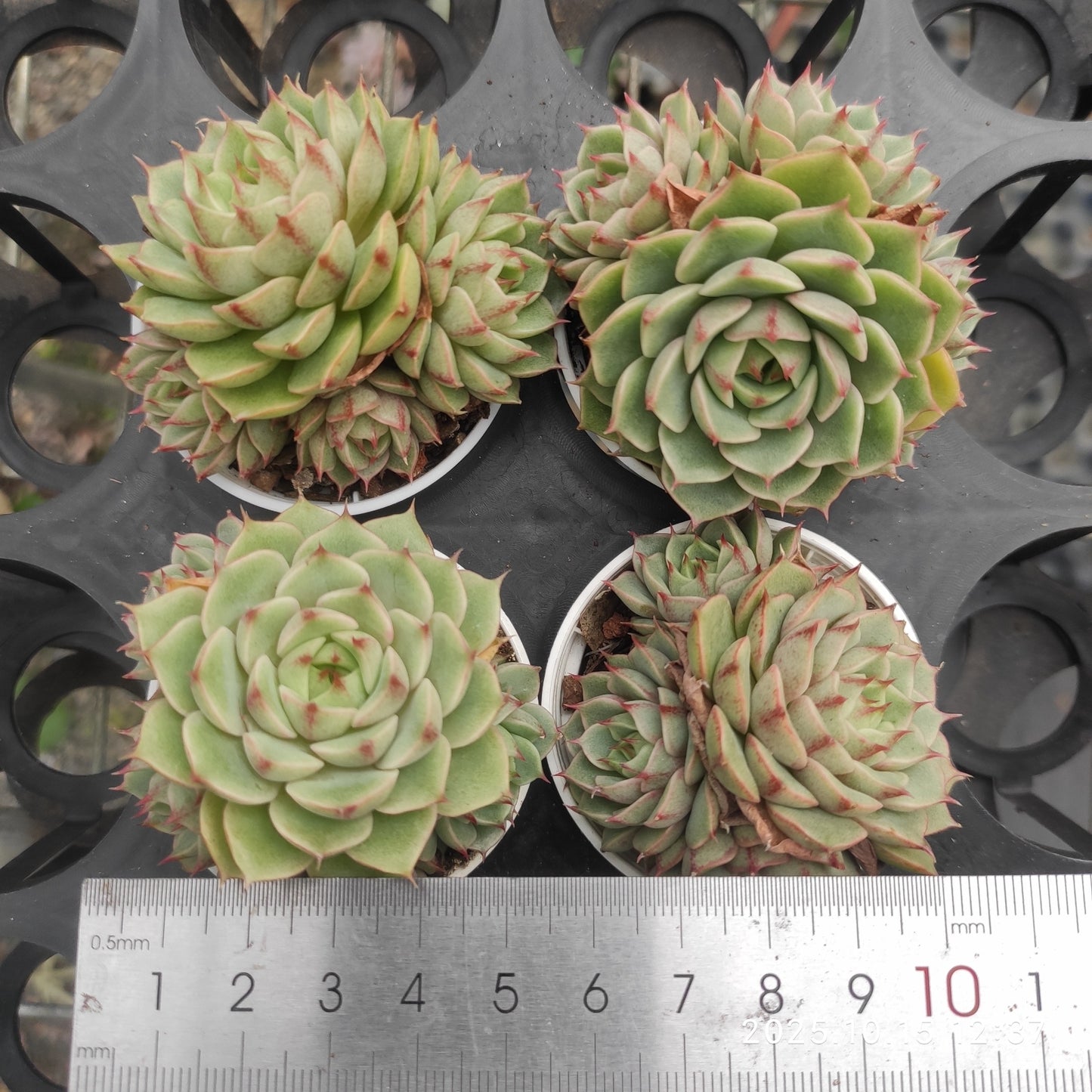 21463 ベンバディス(5.5cm pot)