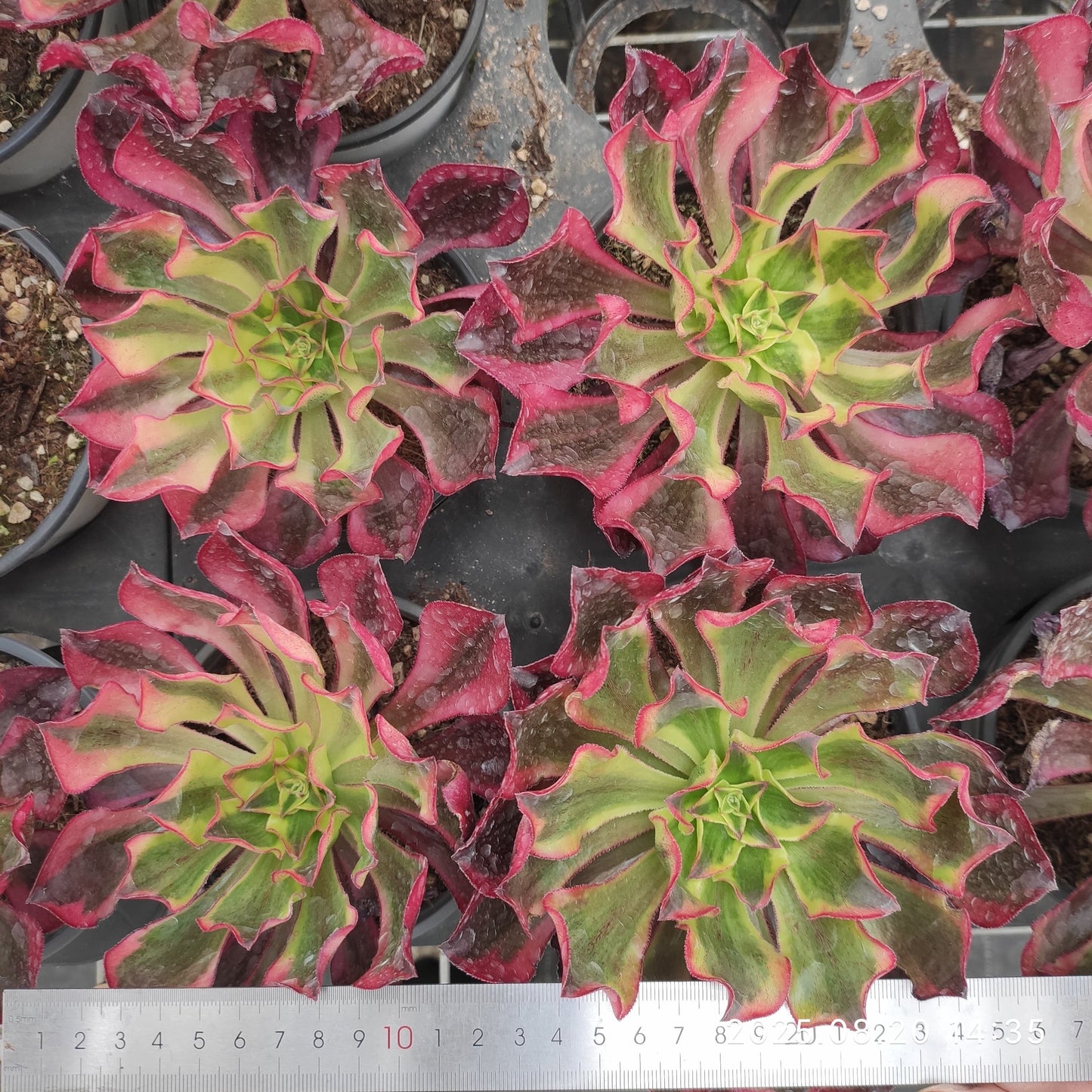 ON720 アエオニウム ファントム(15cm pot)