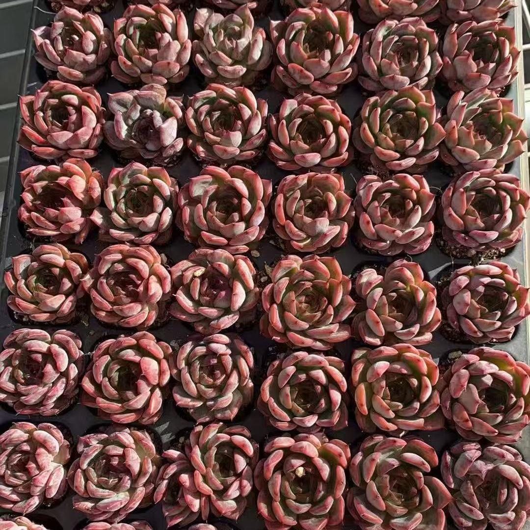 BL2001 ノーメイド(3cm pot)