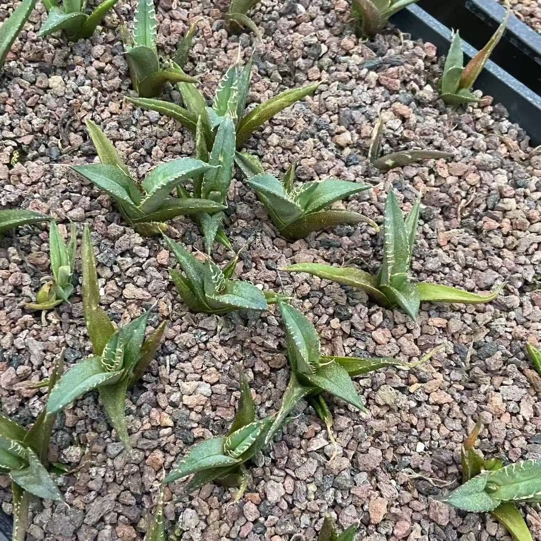MH312 アガベ チタノタ 毒蛇(5cm pot)