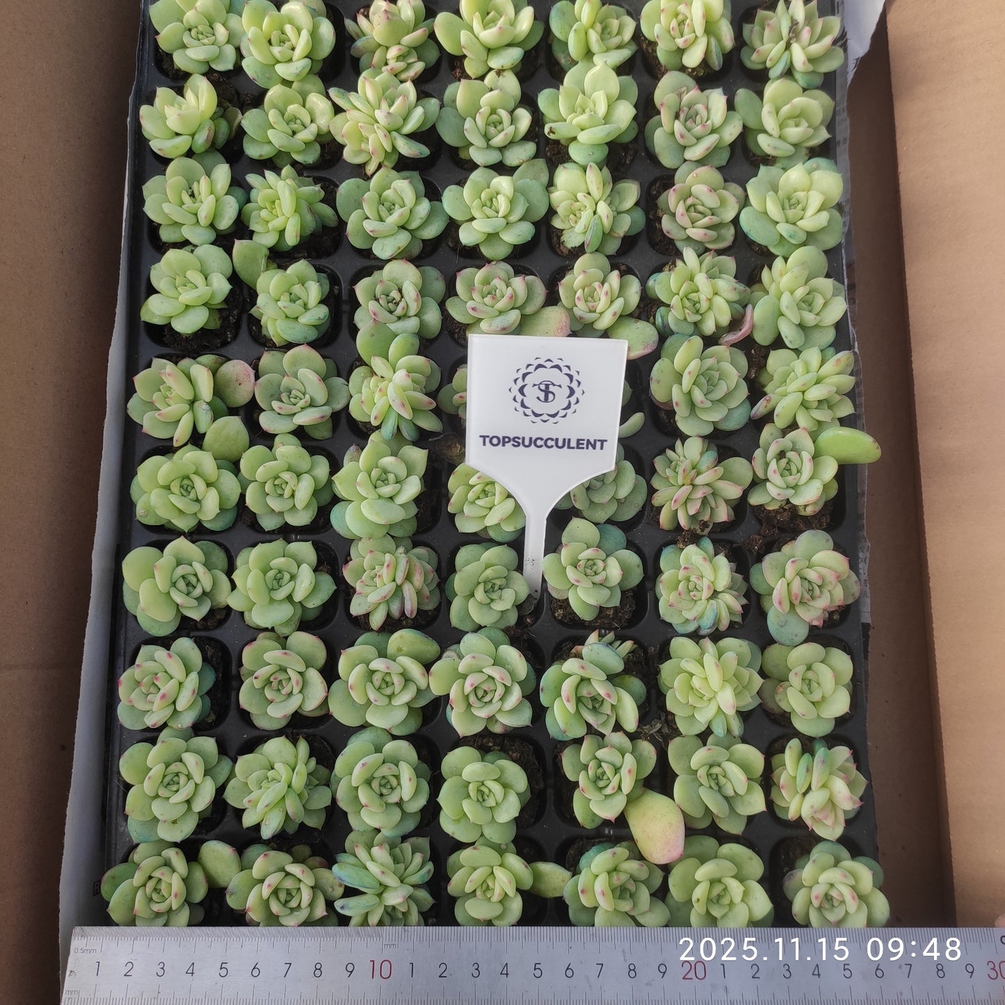 22146 AKマリア(3cm pot)(ポット苗)