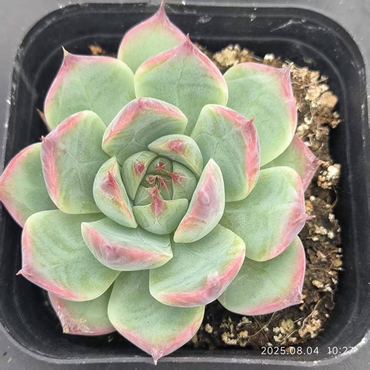RDD283 コロラータ (6.5cm pot)