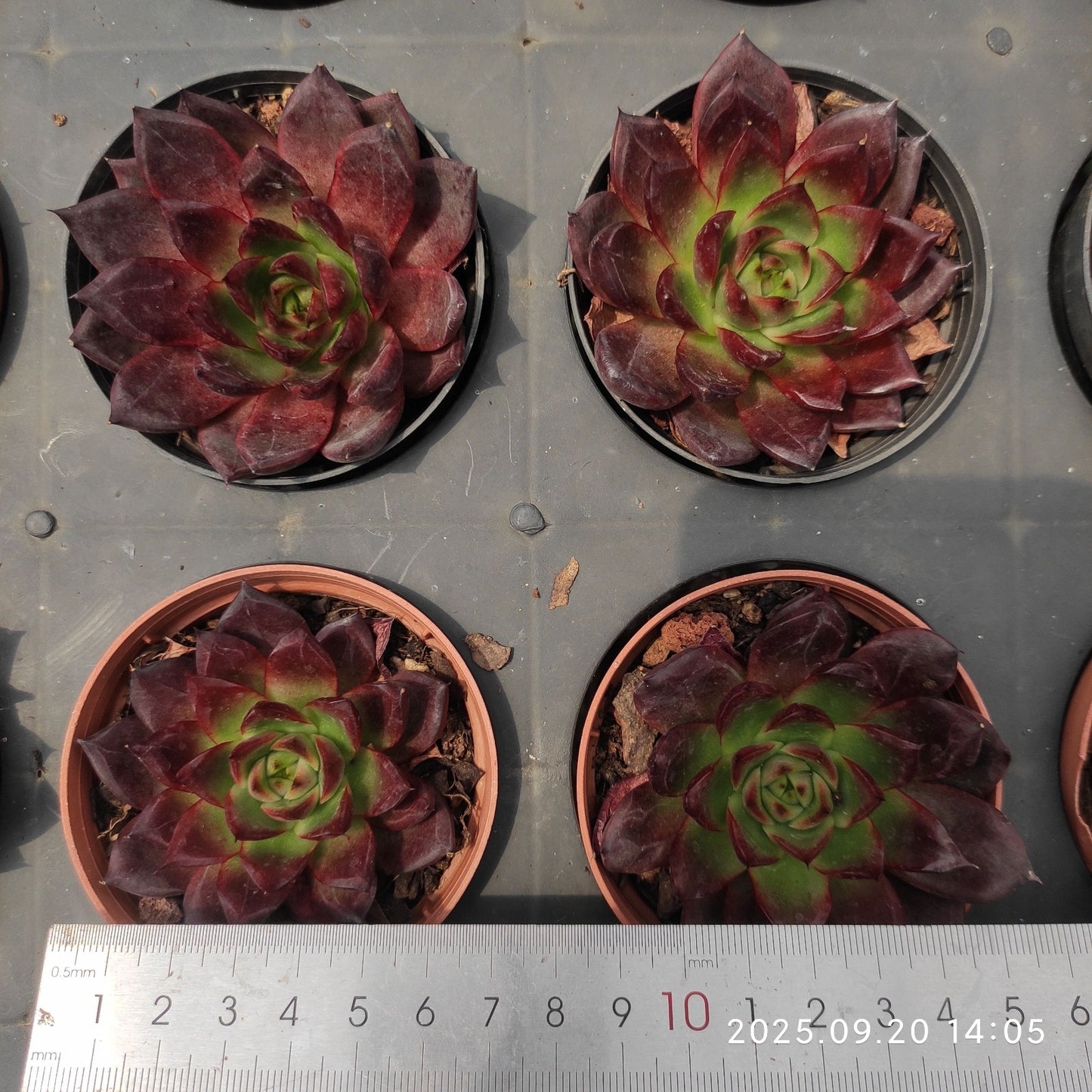 XY362 ロビンHyb(7cm pot)