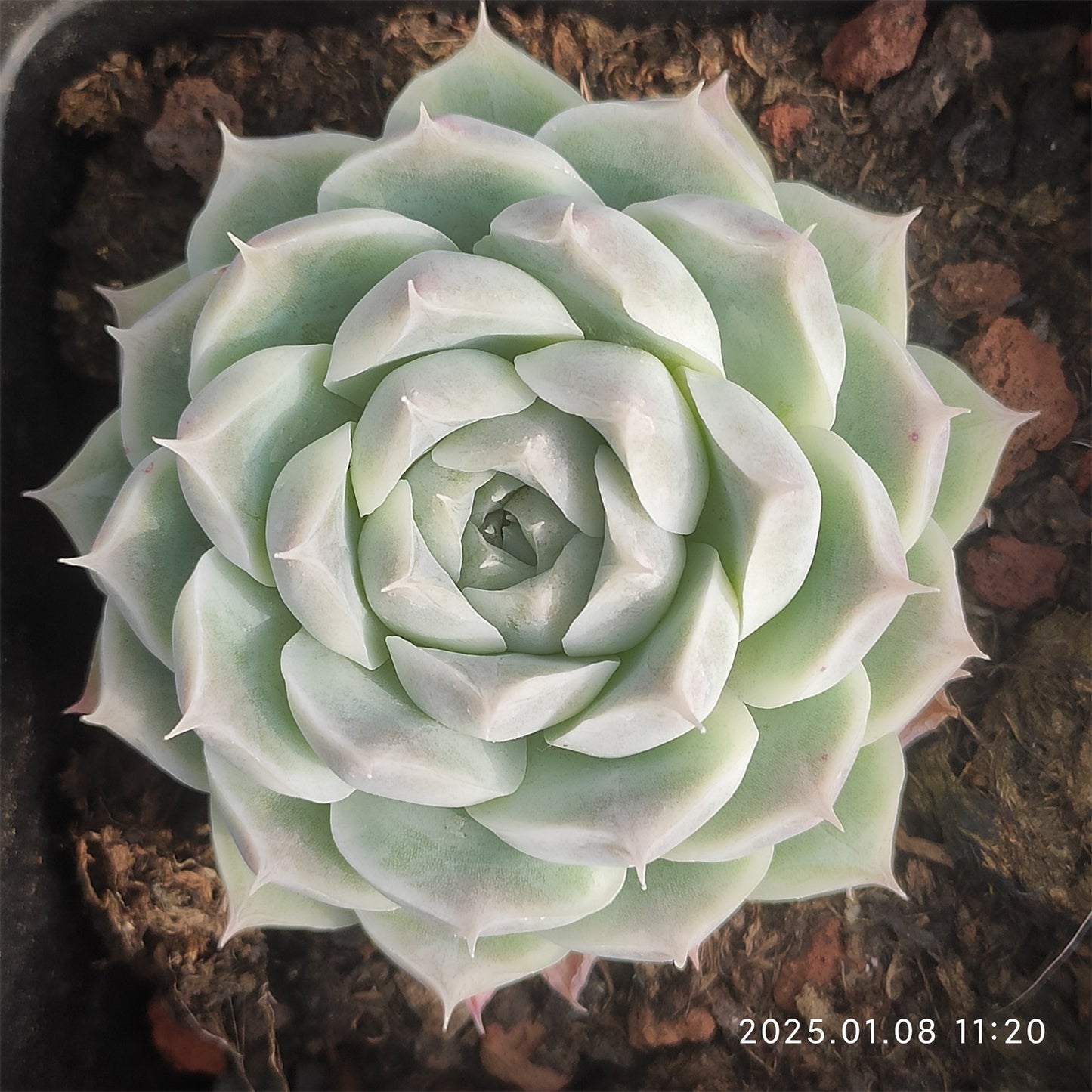 DQ094 ヒューミリス (7cm pot)
