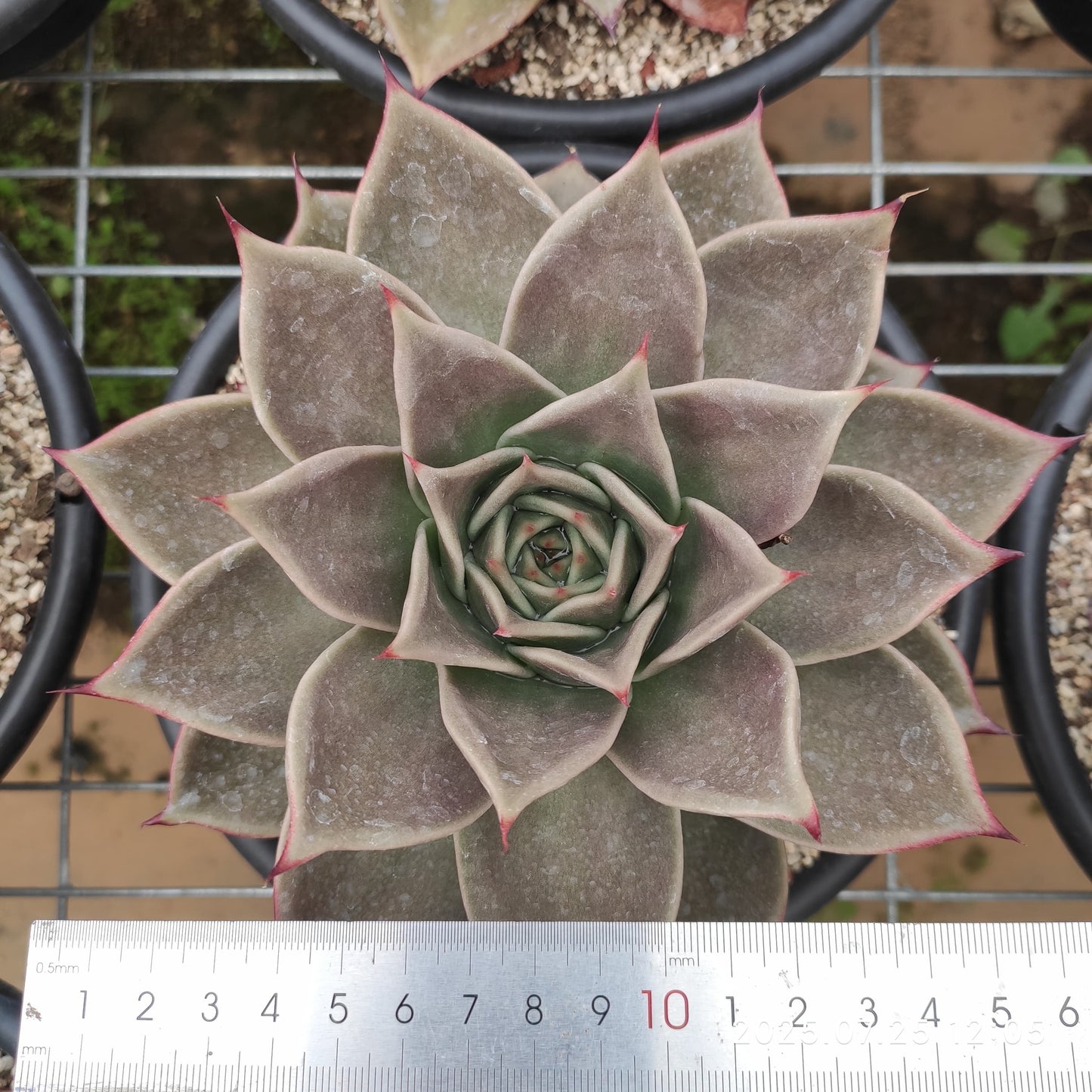 NGN374 スターズ(18cm pot)