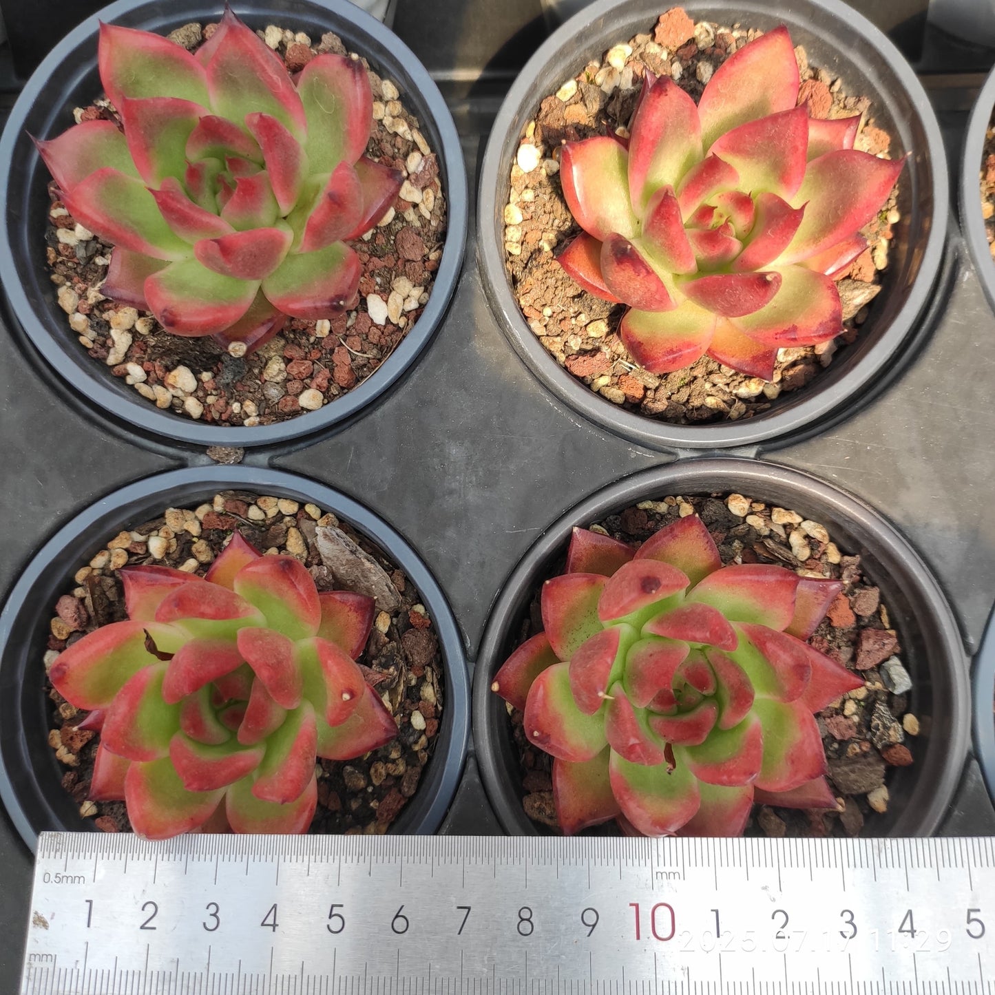 WWA342 フランク (9cm pot)