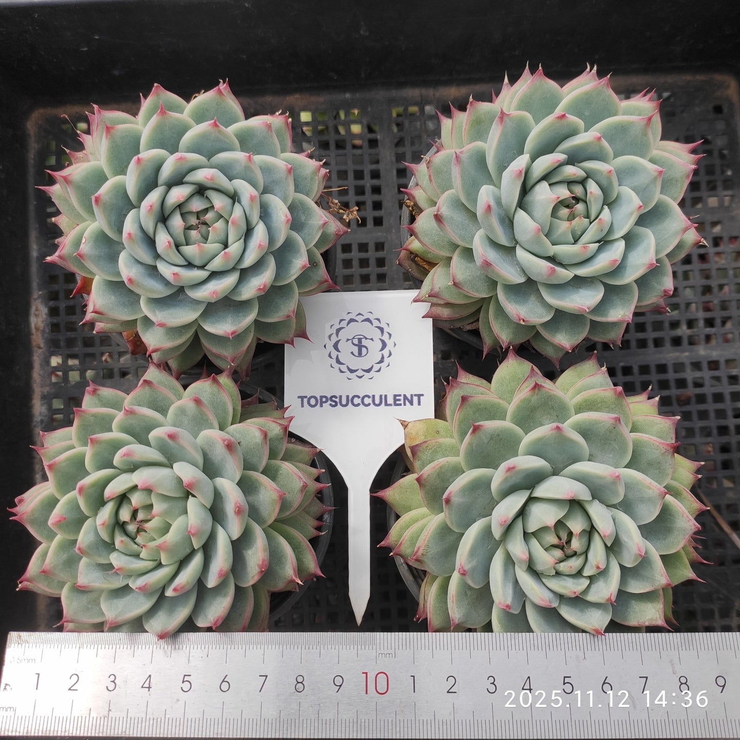 2290 キャドベリー(9cm pot)