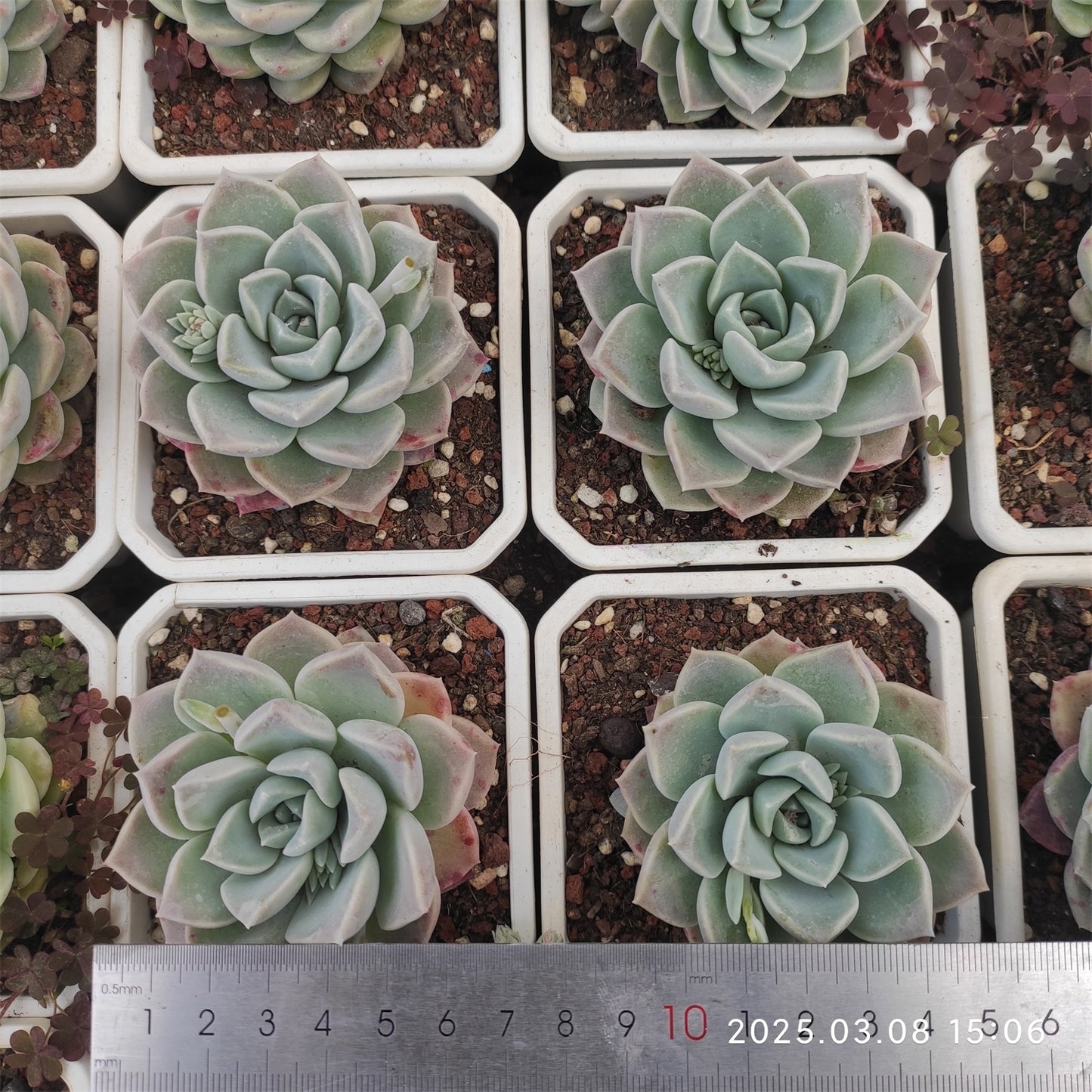 NGN679 グリーン プラム (9cm pot)