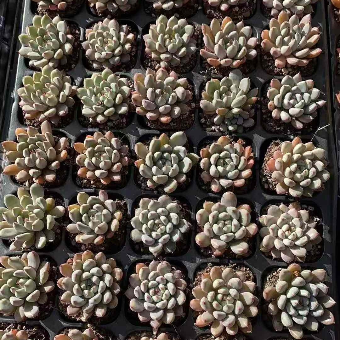 23583 エーンジェルズ フィンガーHyb(3cm pot)