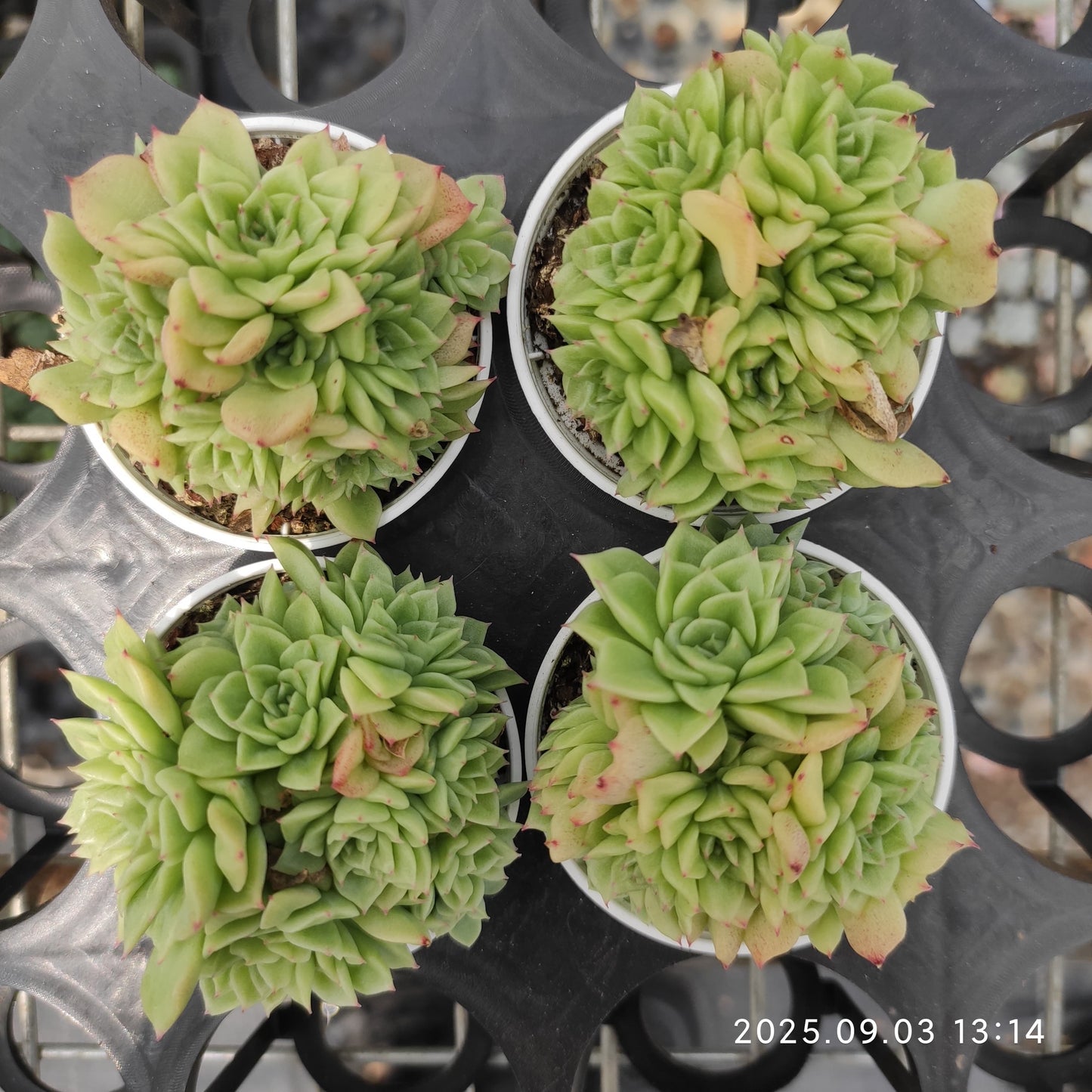ZZA374 新品種 クイーンローズHyb(5.5cm pot)