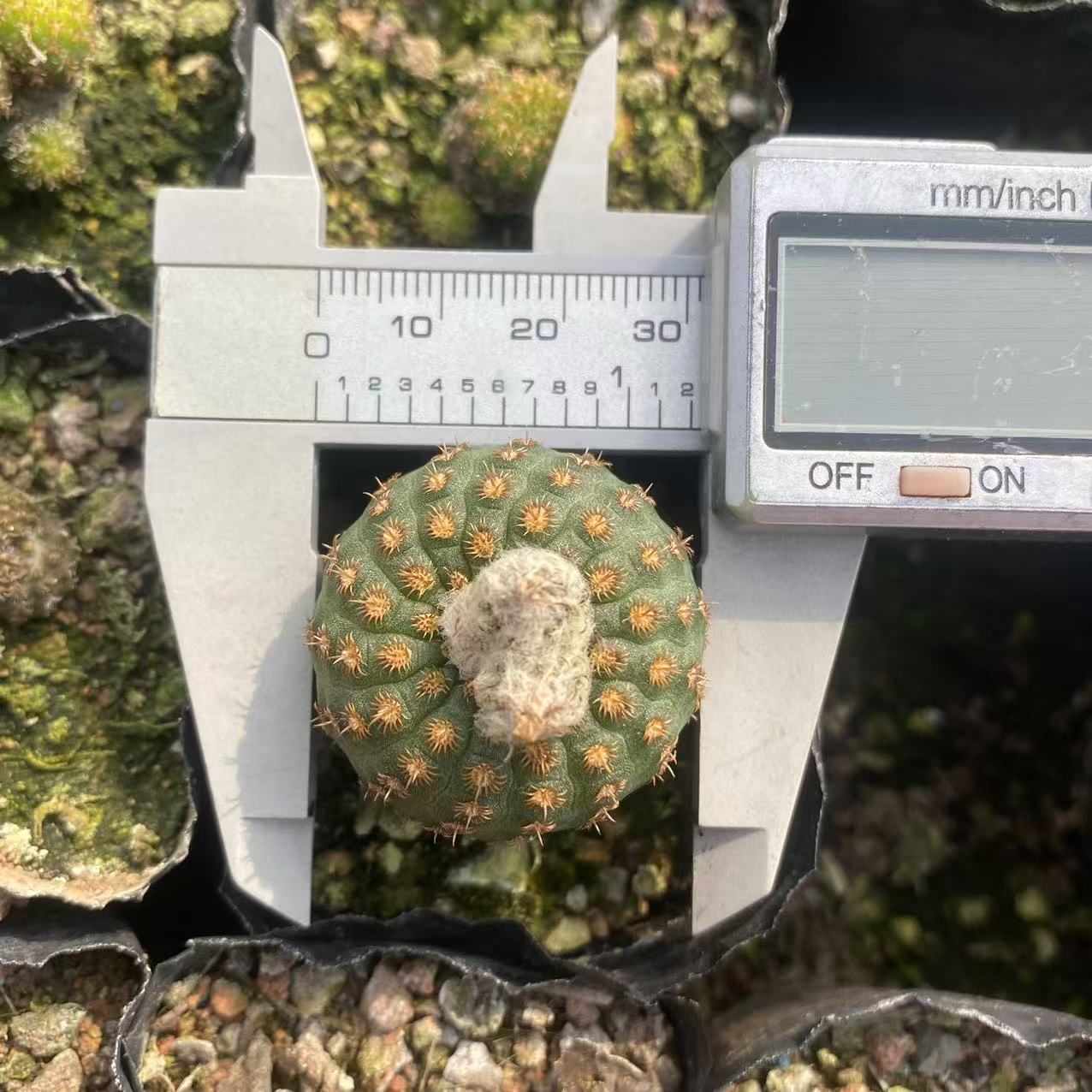 ZL539 豹の子(3.1cm pot)