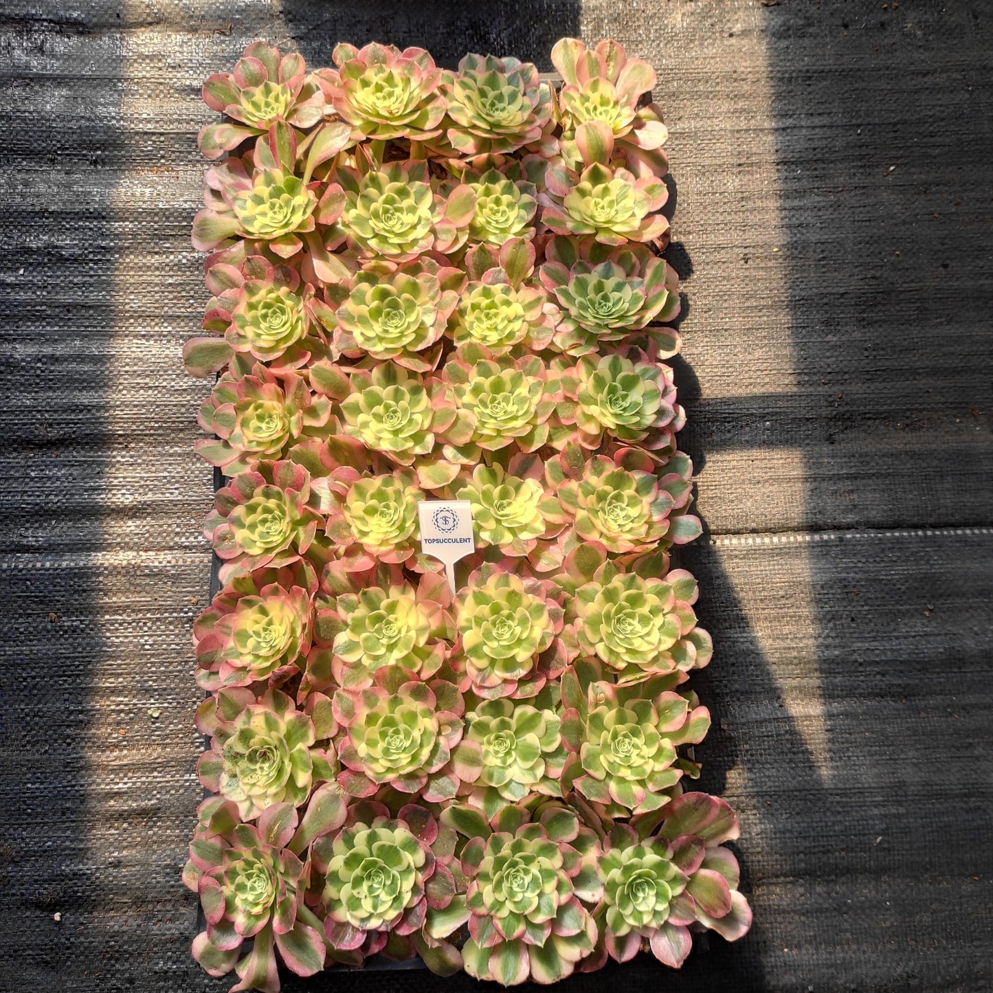 24621 フェース パウダー