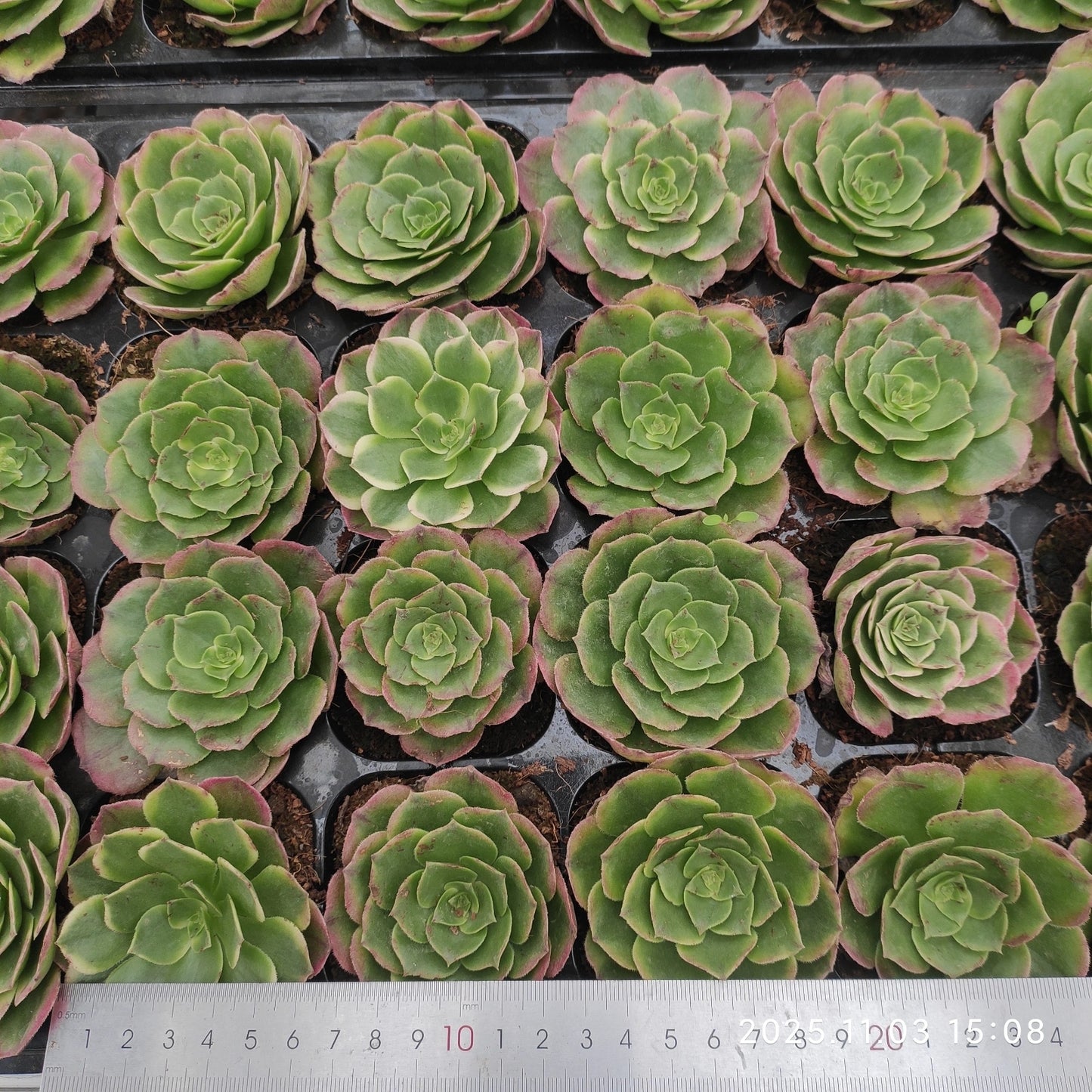 22302 アエオニウム シーキング(6cm pot)