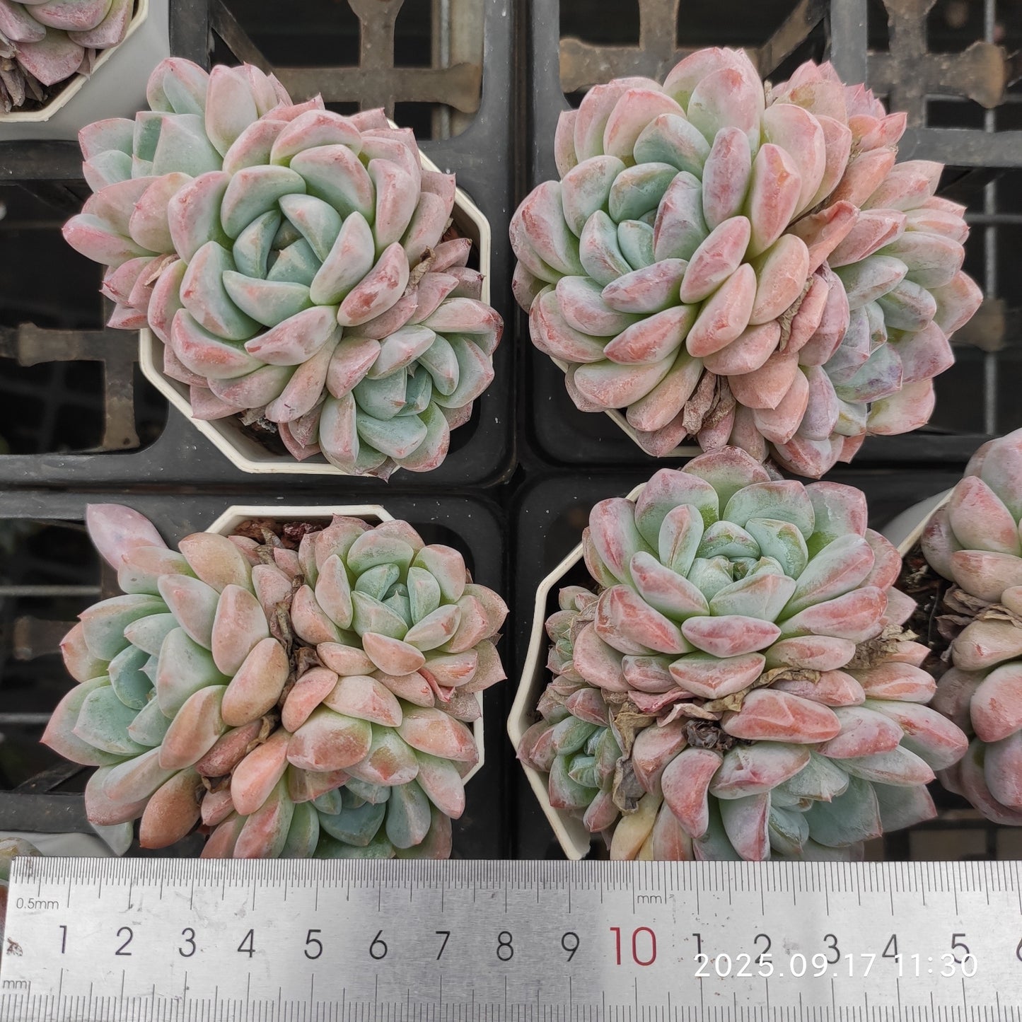 NGN784 アイスドール(7cm pot)