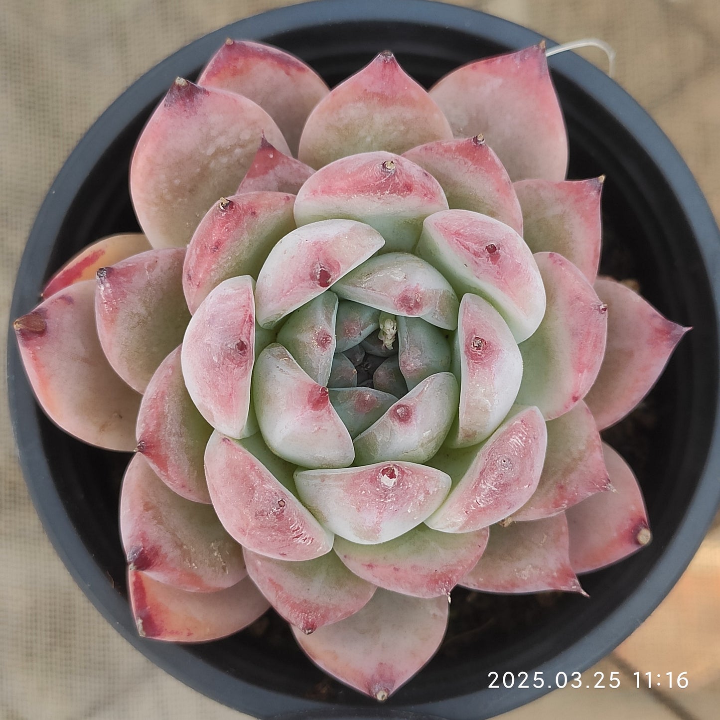 SKL392 パープル サウンド(9cm pot)