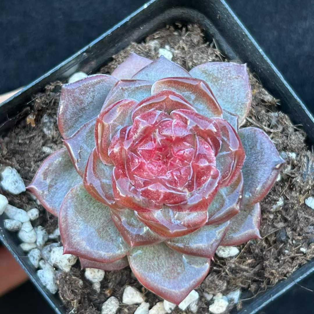 BL2017 クリスタル レイク(7cm pot)