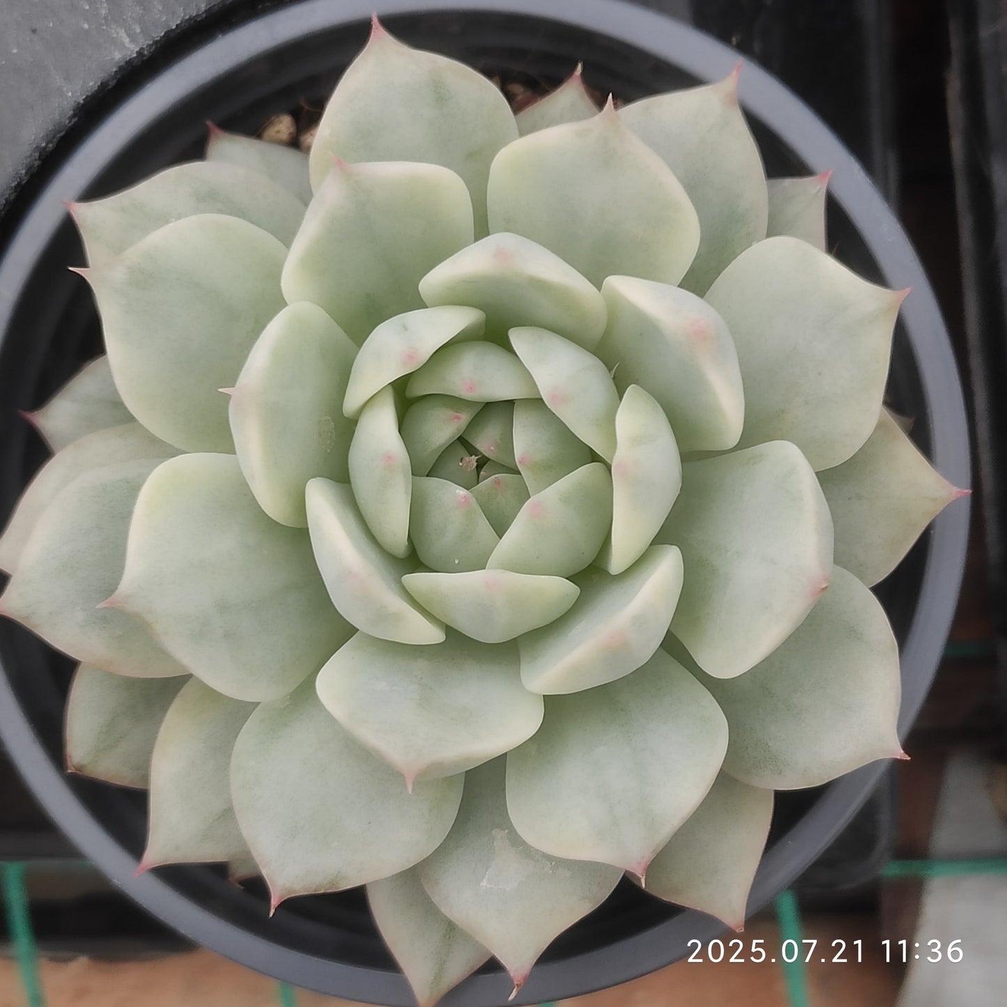 MMY972 ティッピー錦(9cm pot)