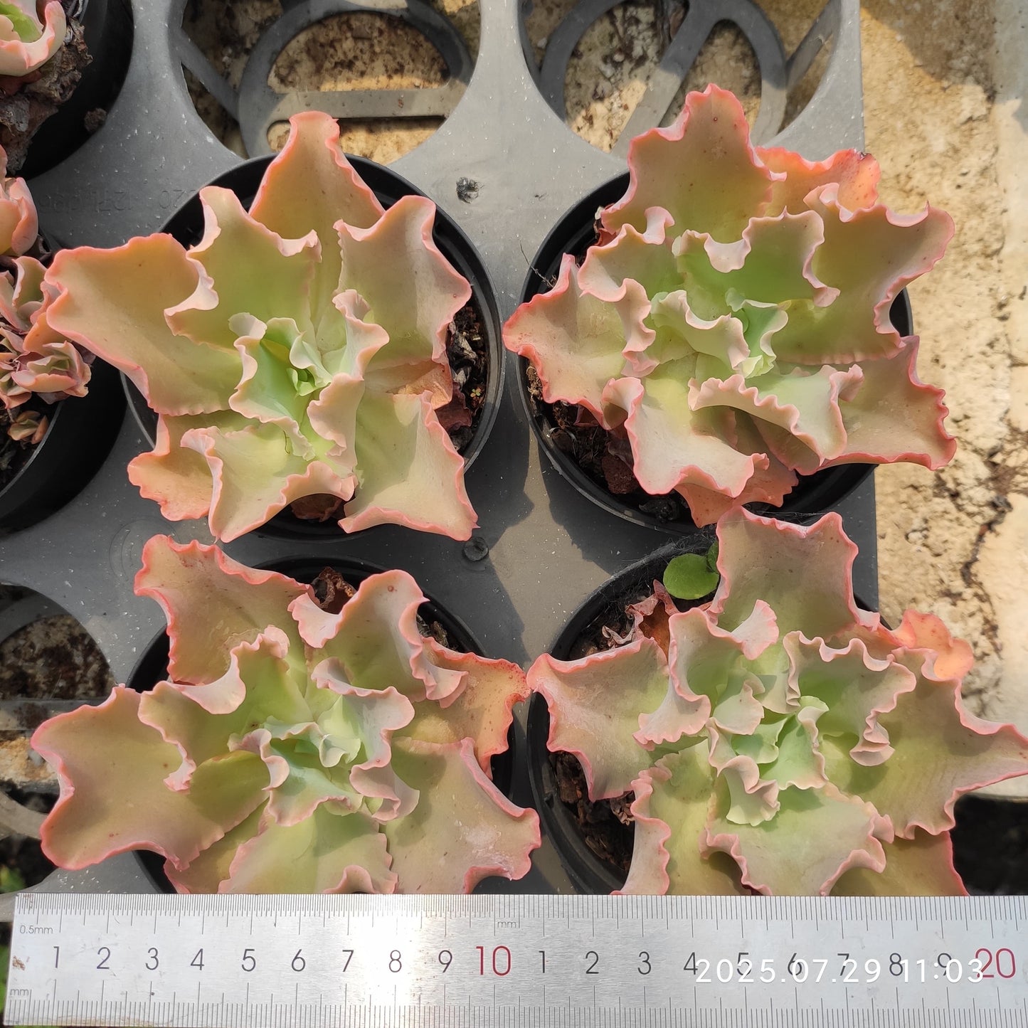 ZZA178 タカサゴノオキナ(高砂の翁)(11cm pot)