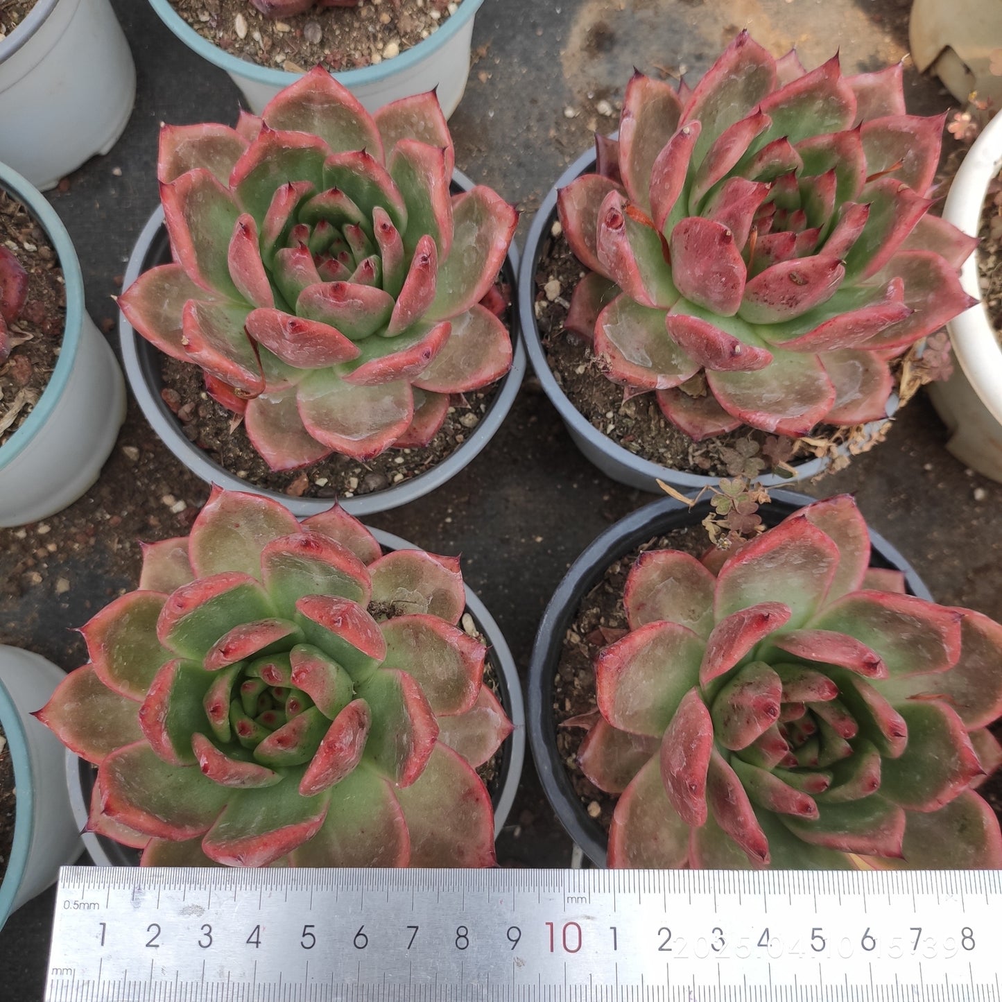 NGN724 アギャボイデズ ピンク ダイアモンド(80cm pot)