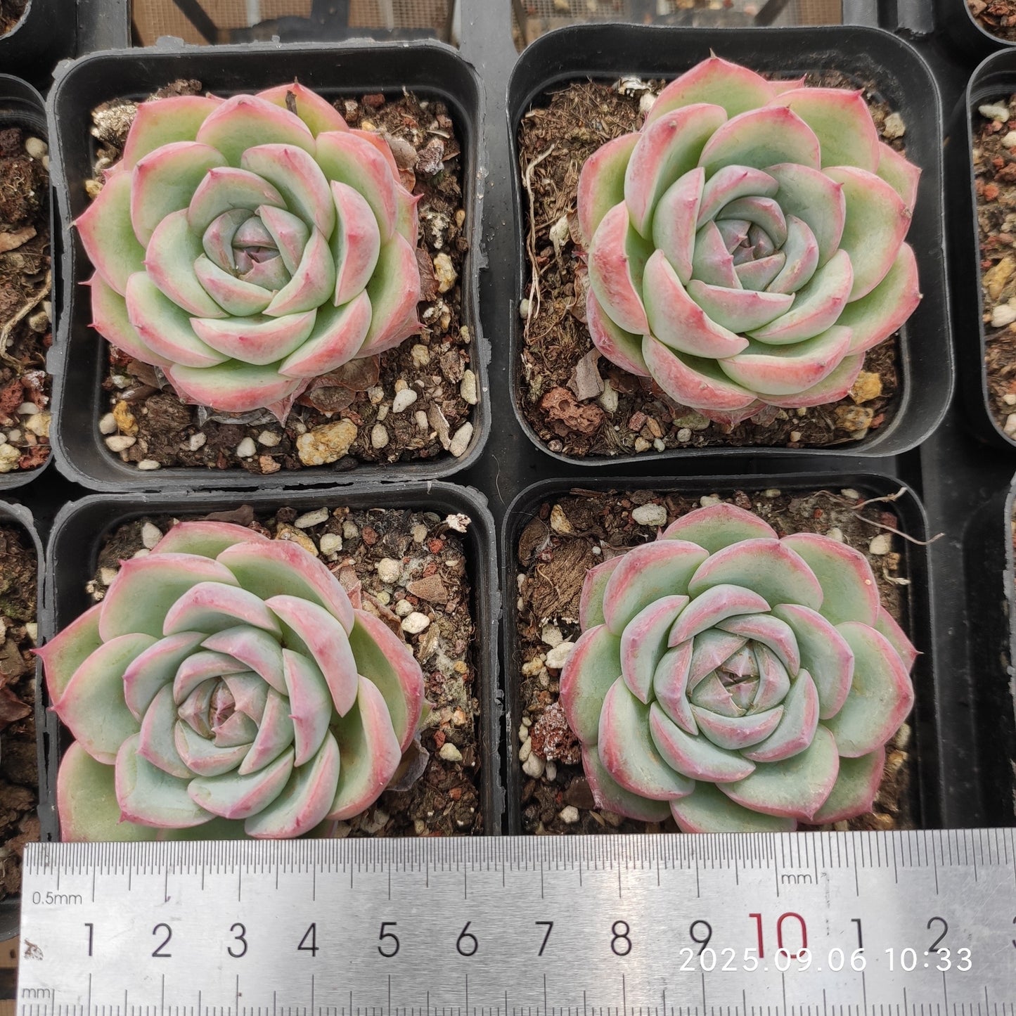 RC029 ピンククリスタルローズ(7cm pot)