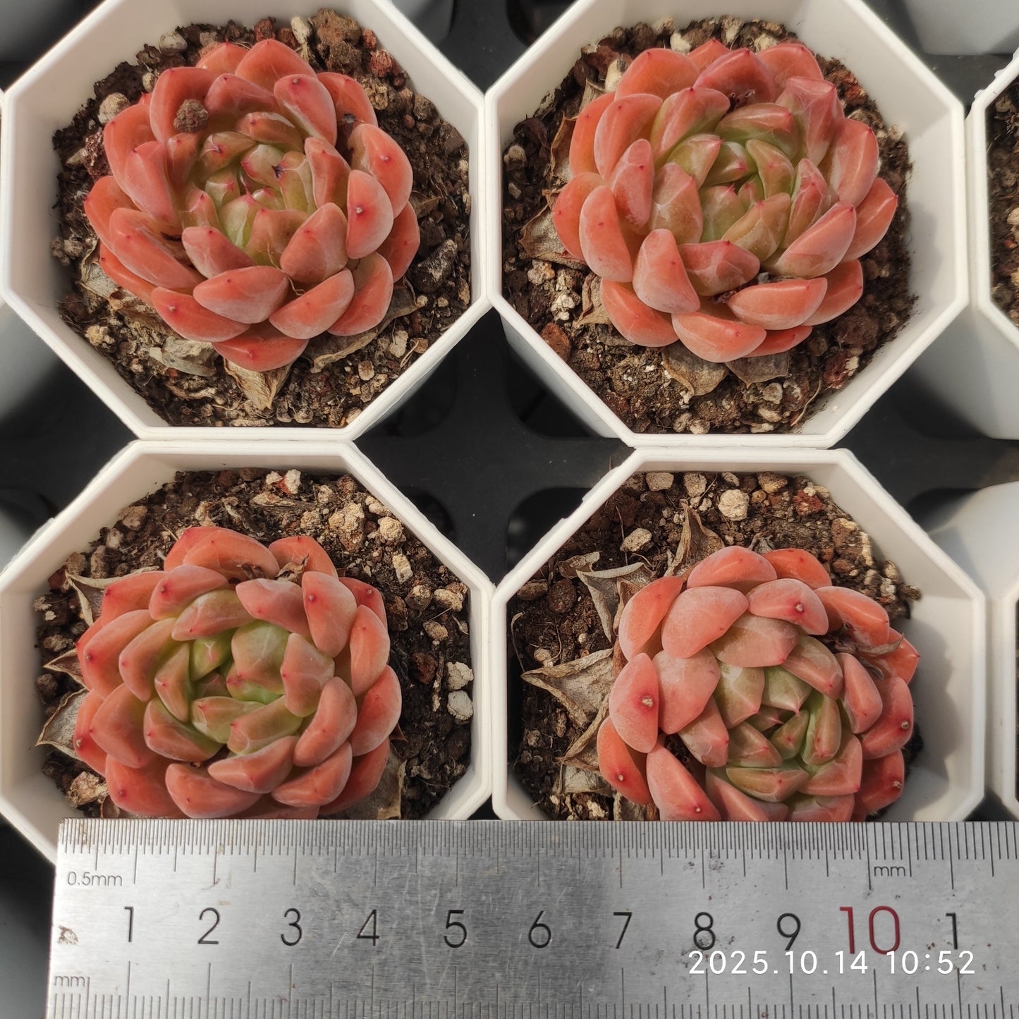 WWA343 ムーン ストーン x アギャボイデズ (7cm pot)