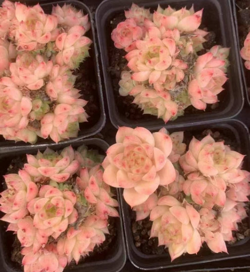BL1434 フィッシュ アンド ウィート (7cm pot)