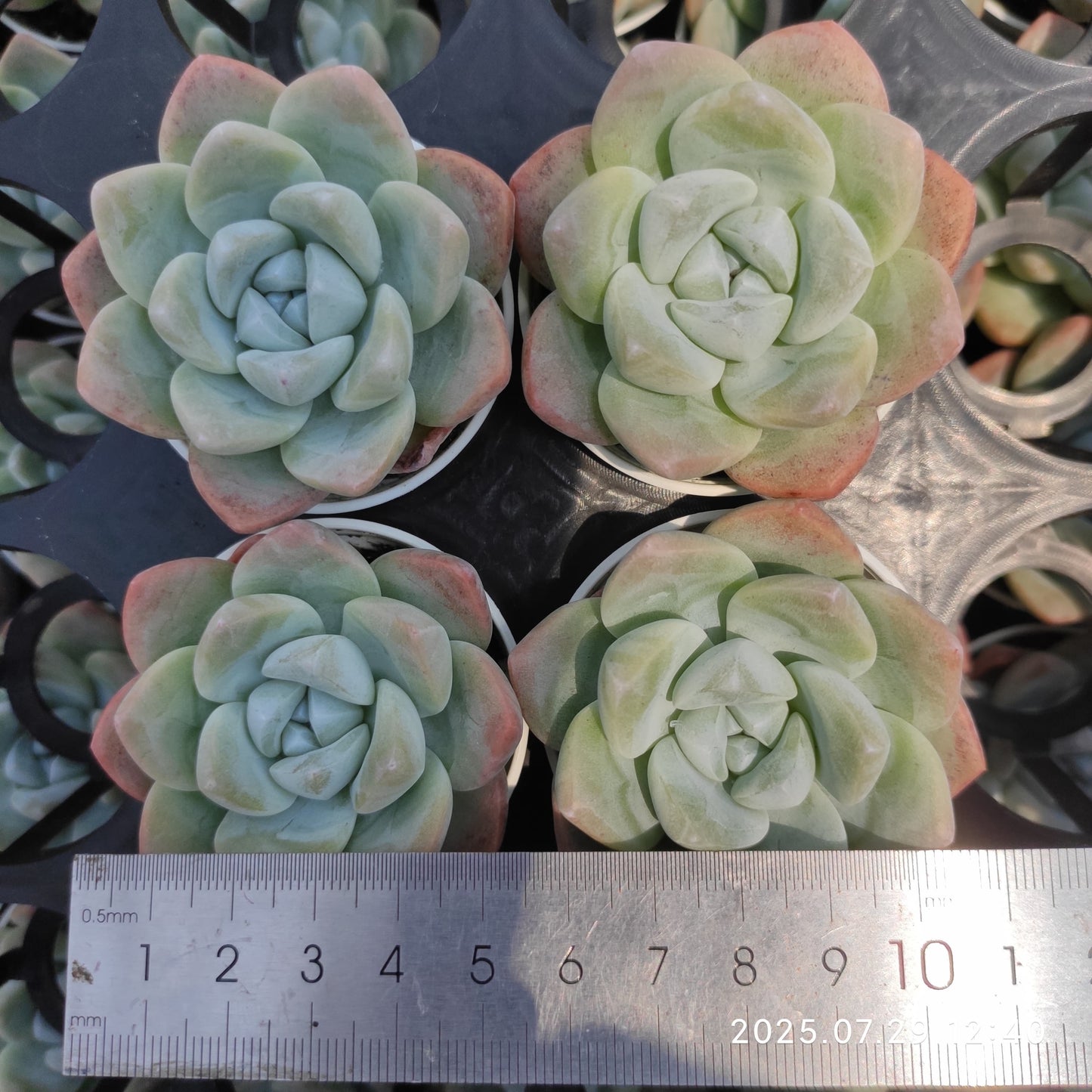 ZZA100 アイス グリーン(5.5cm pot)