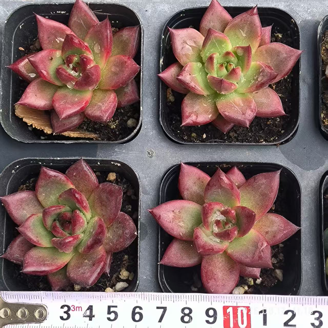 DX119 レッドナイト(6.5cm pot)