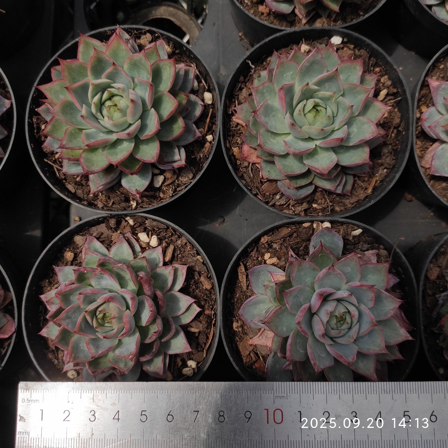 XY181 ピンクメモリー (7cm pot)
