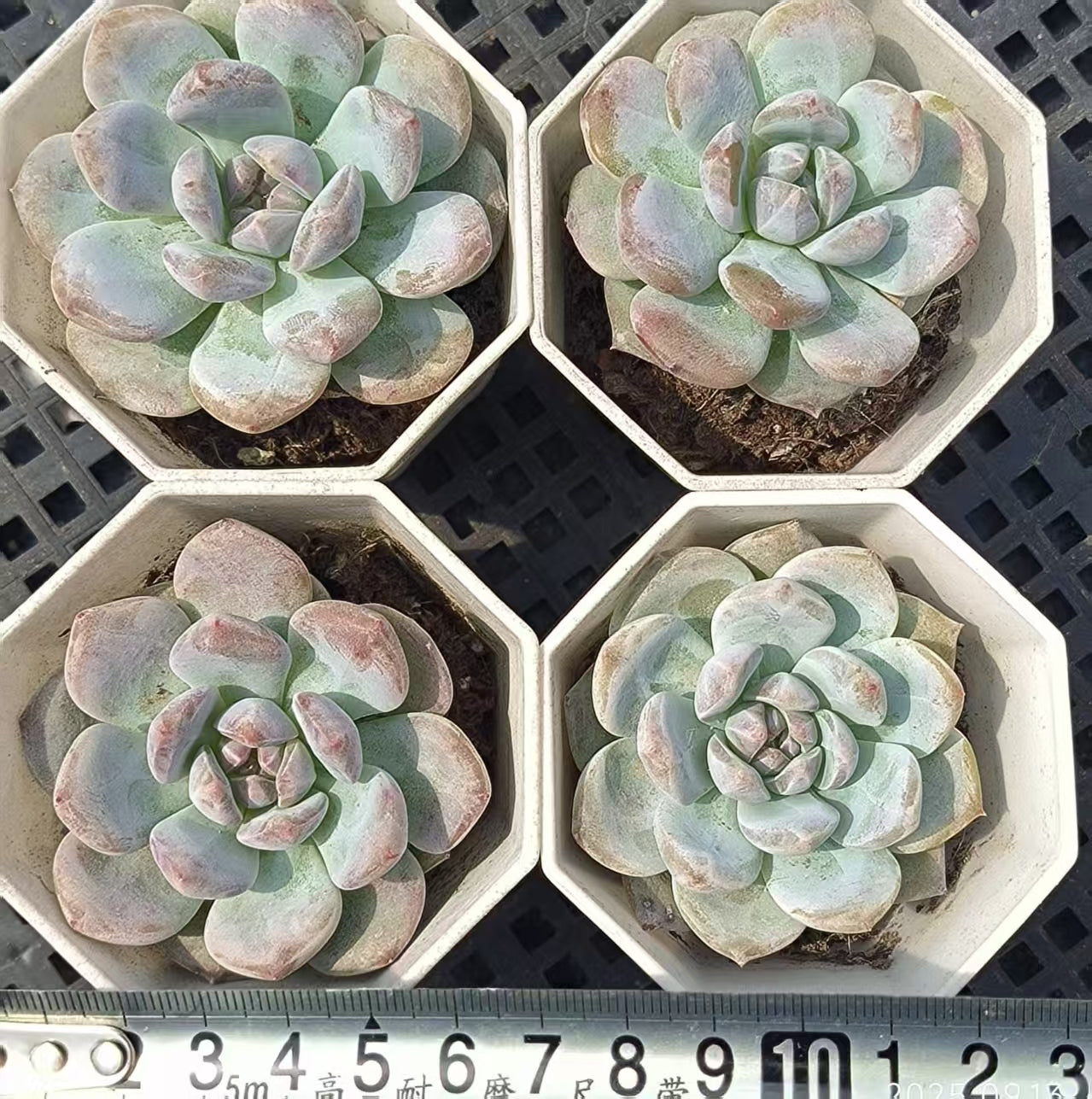 GR364 オレンジモンロー(6.5cm pot)