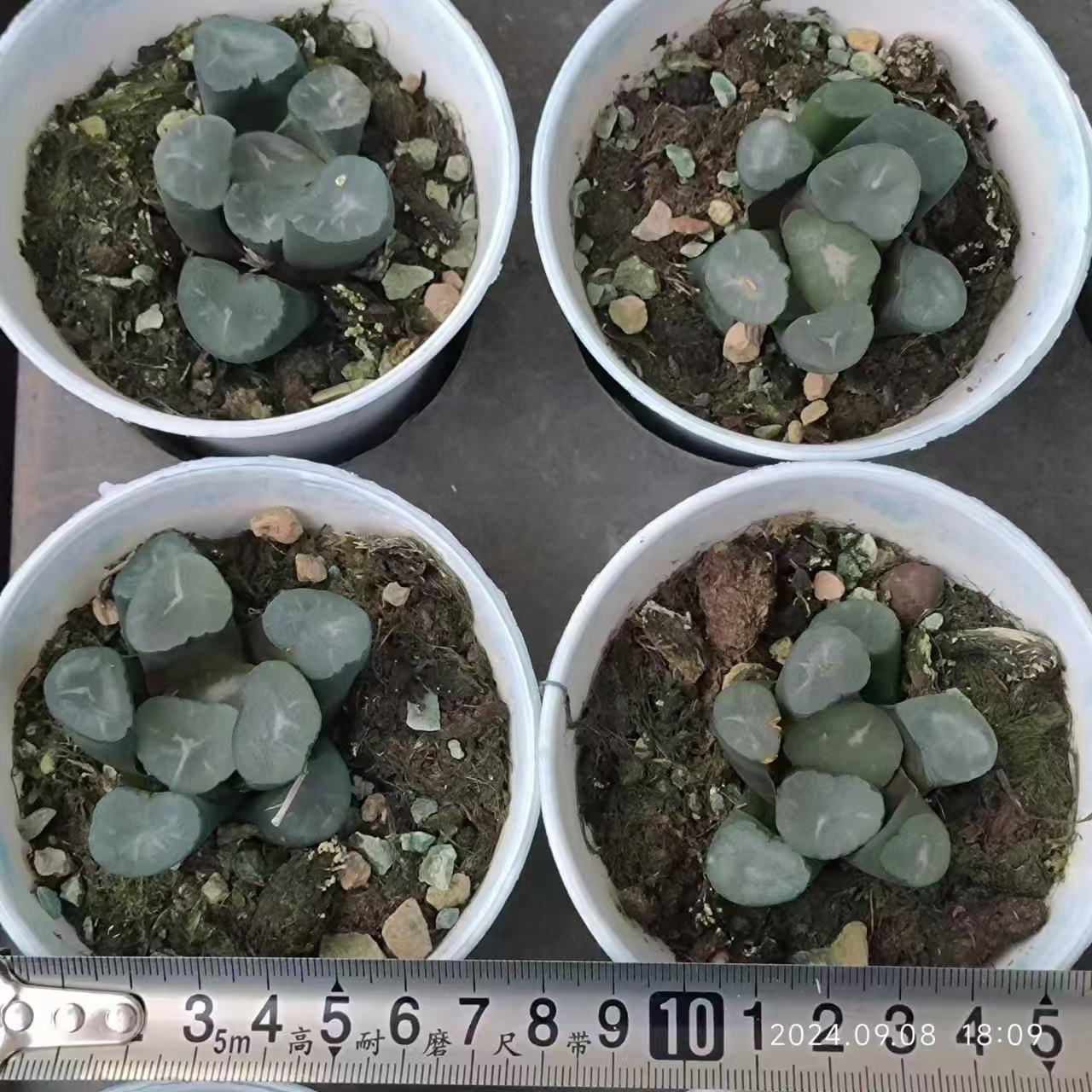 13208 カローラ