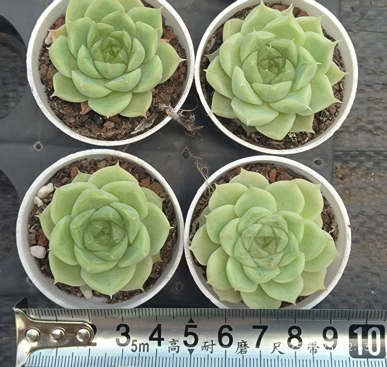 XL082 ホワイトソーダ(5cm pot)