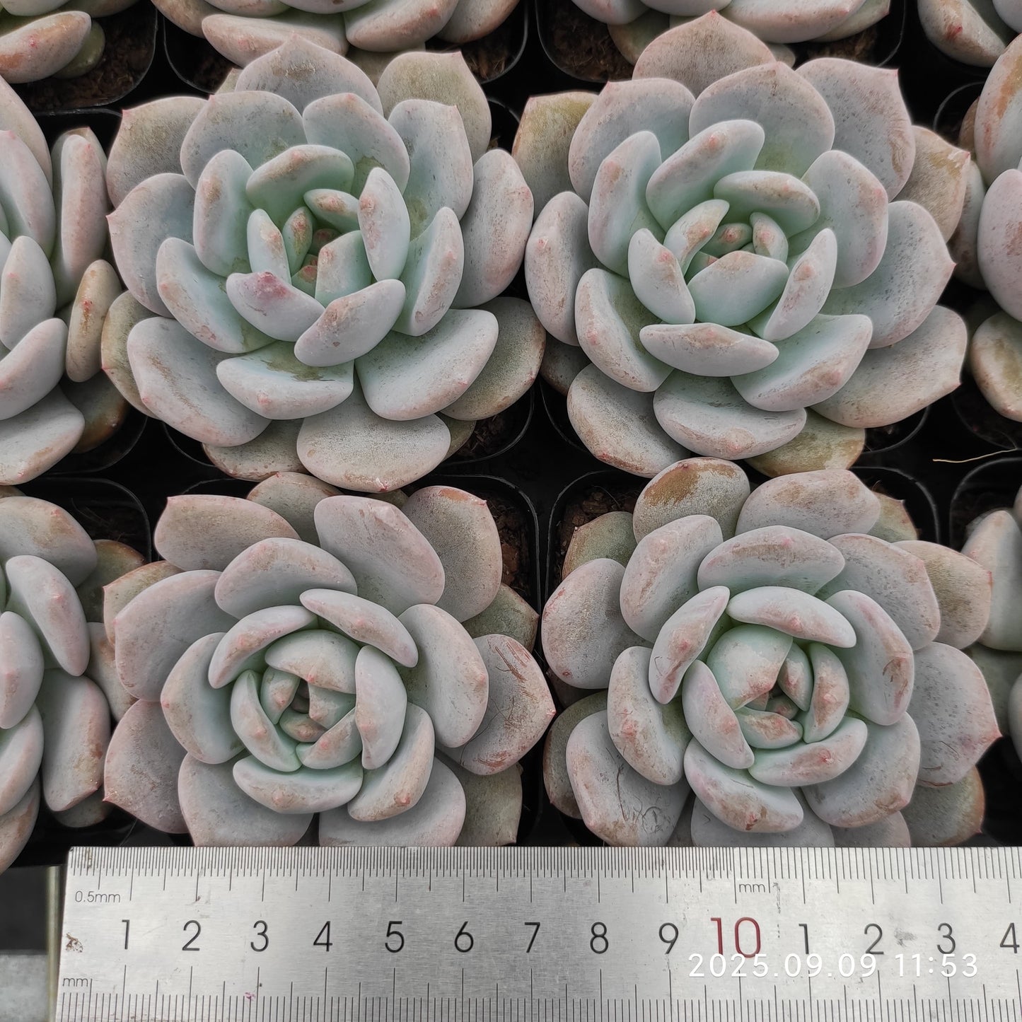 MMT869 チョーク(7cm pot)