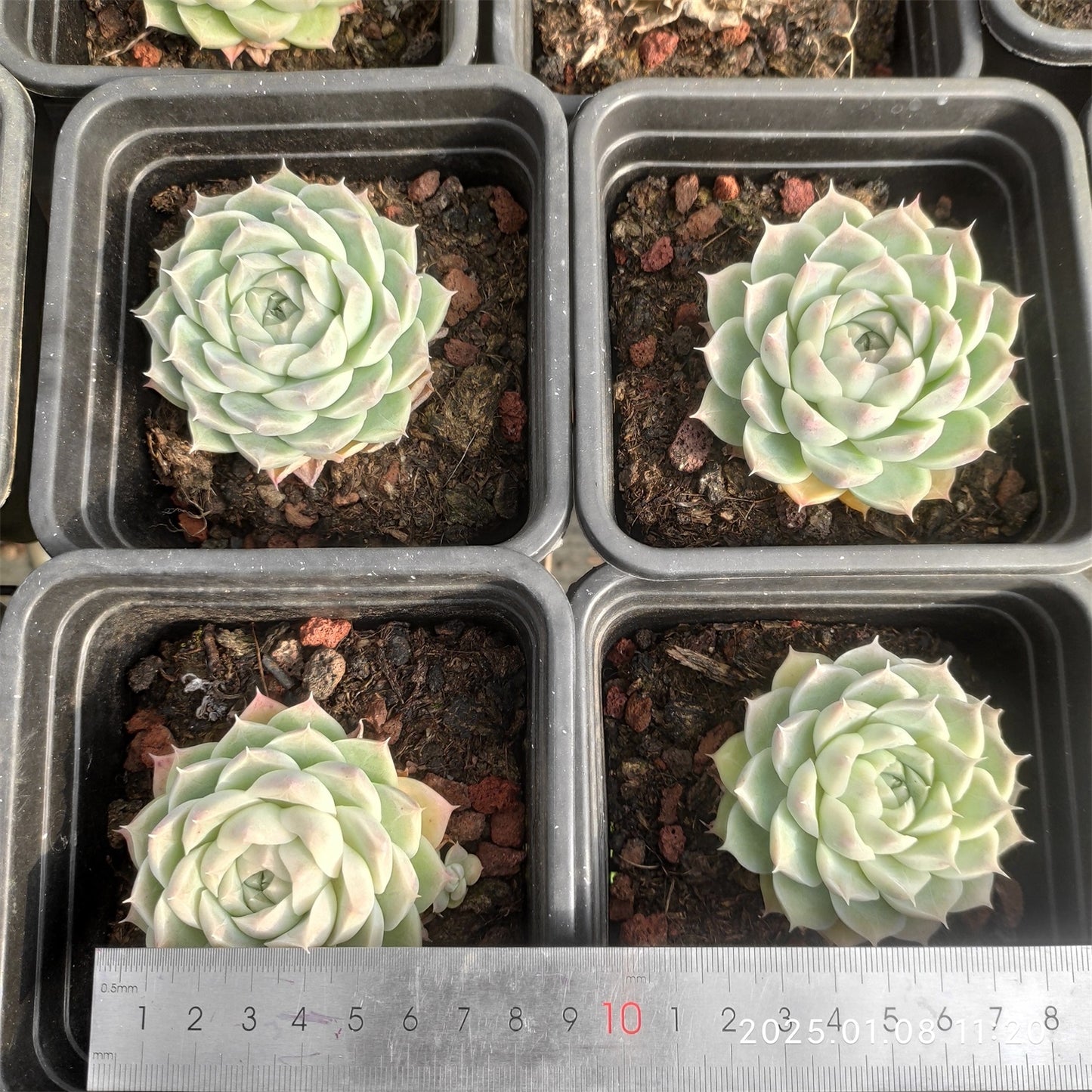 DQ094 ヒューミリス (7cm pot)