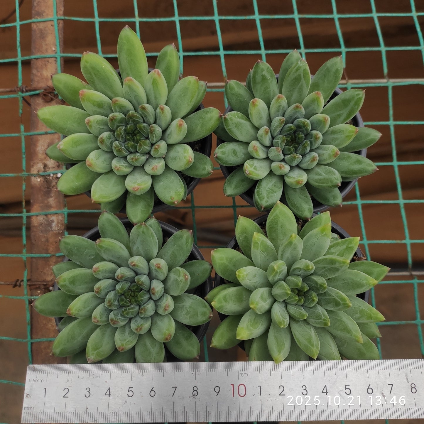 MMY1347 ブルー アンド ワイト(9cm pot)